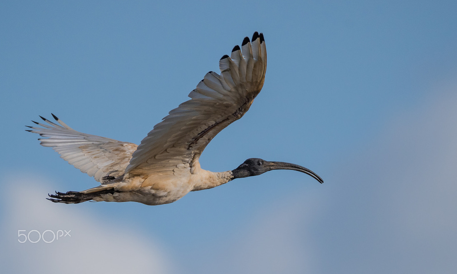 Sigma 150-600mm F5-6.3 DG OS HSM | C sample photo. Ibis in flight photography