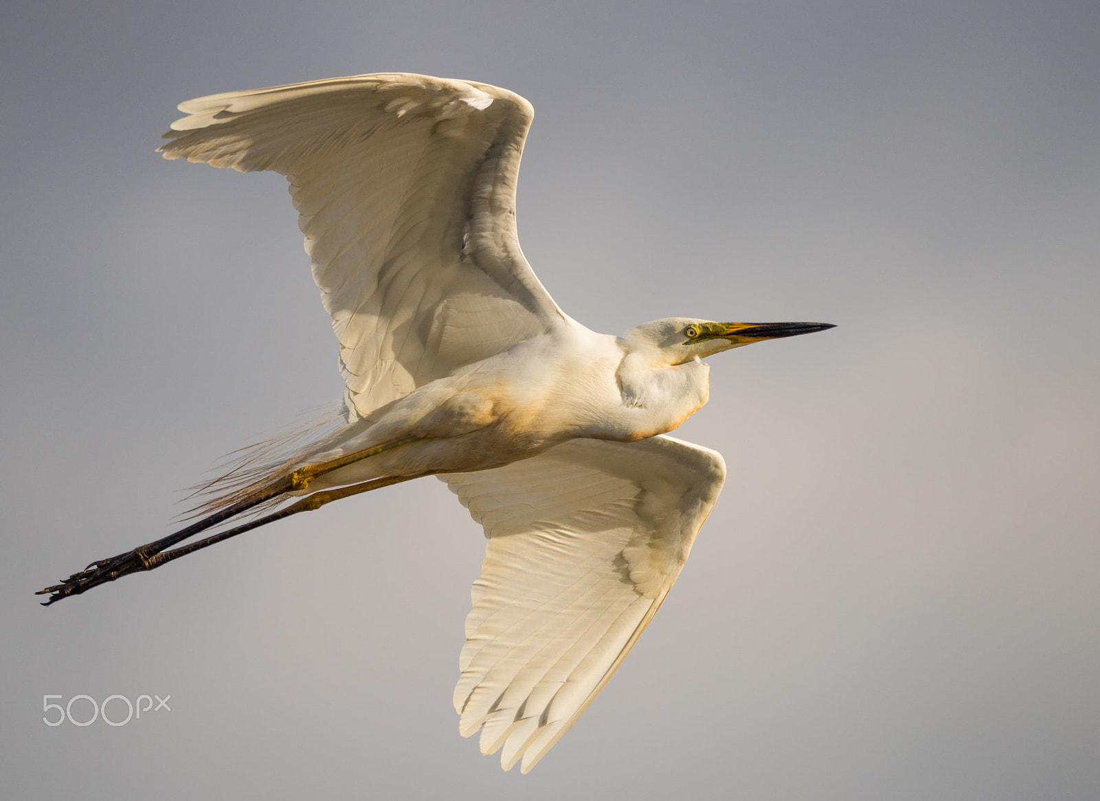 Sigma 150-600mm F5-6.3 DG OS HSM | C sample photo. Egret in flight photography