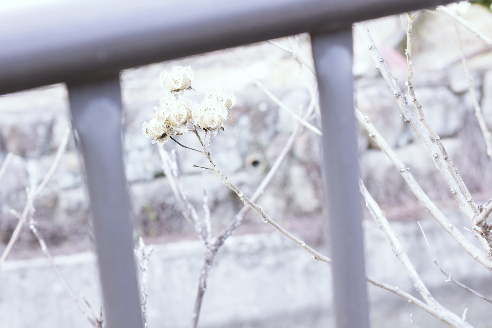 Canon EOS 550D (EOS Rebel T2i / EOS Kiss X4) sample photo. Mg photography