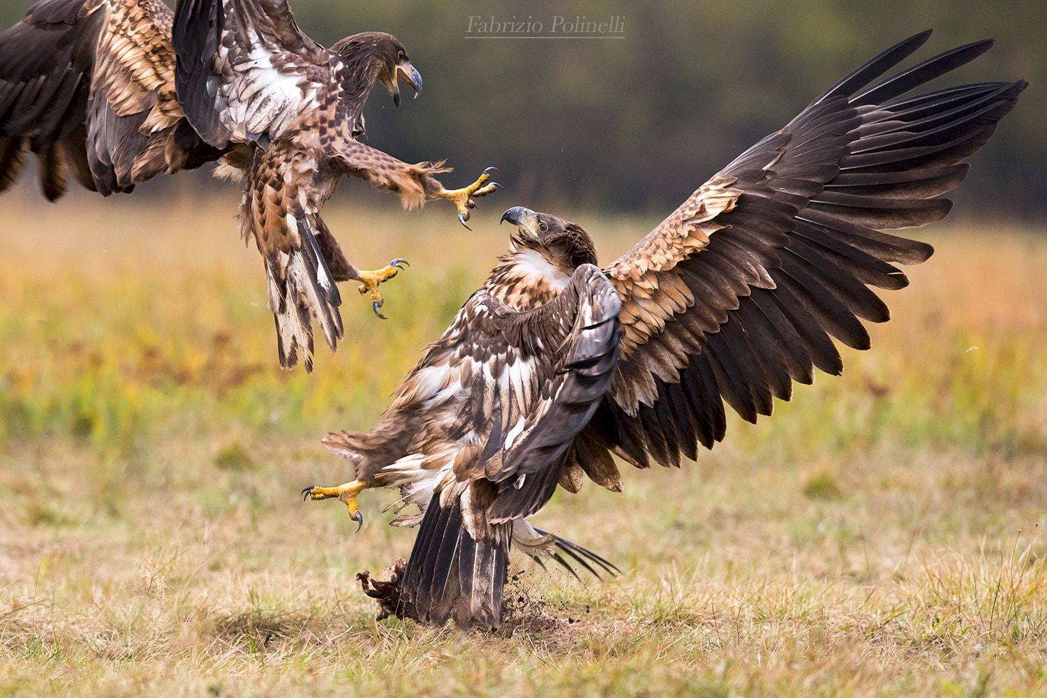 Canon EF 500mm F4L IS II USM sample photo. The fight,  sea eagles photography