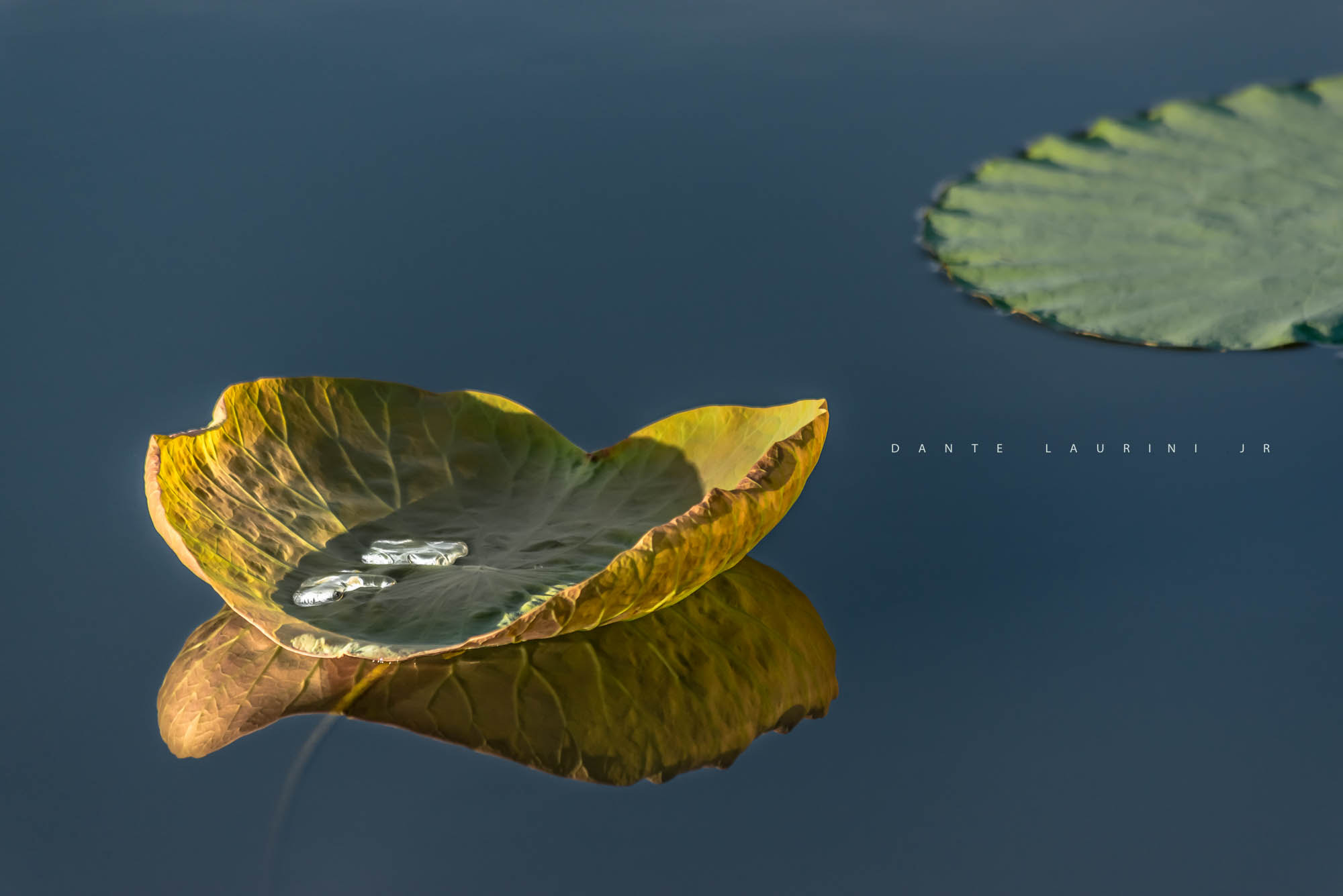 Nikon D800 + Sigma 70-300mm F4-5.6 APO DG Macro sample photo. Water lily | vitoria regia photography