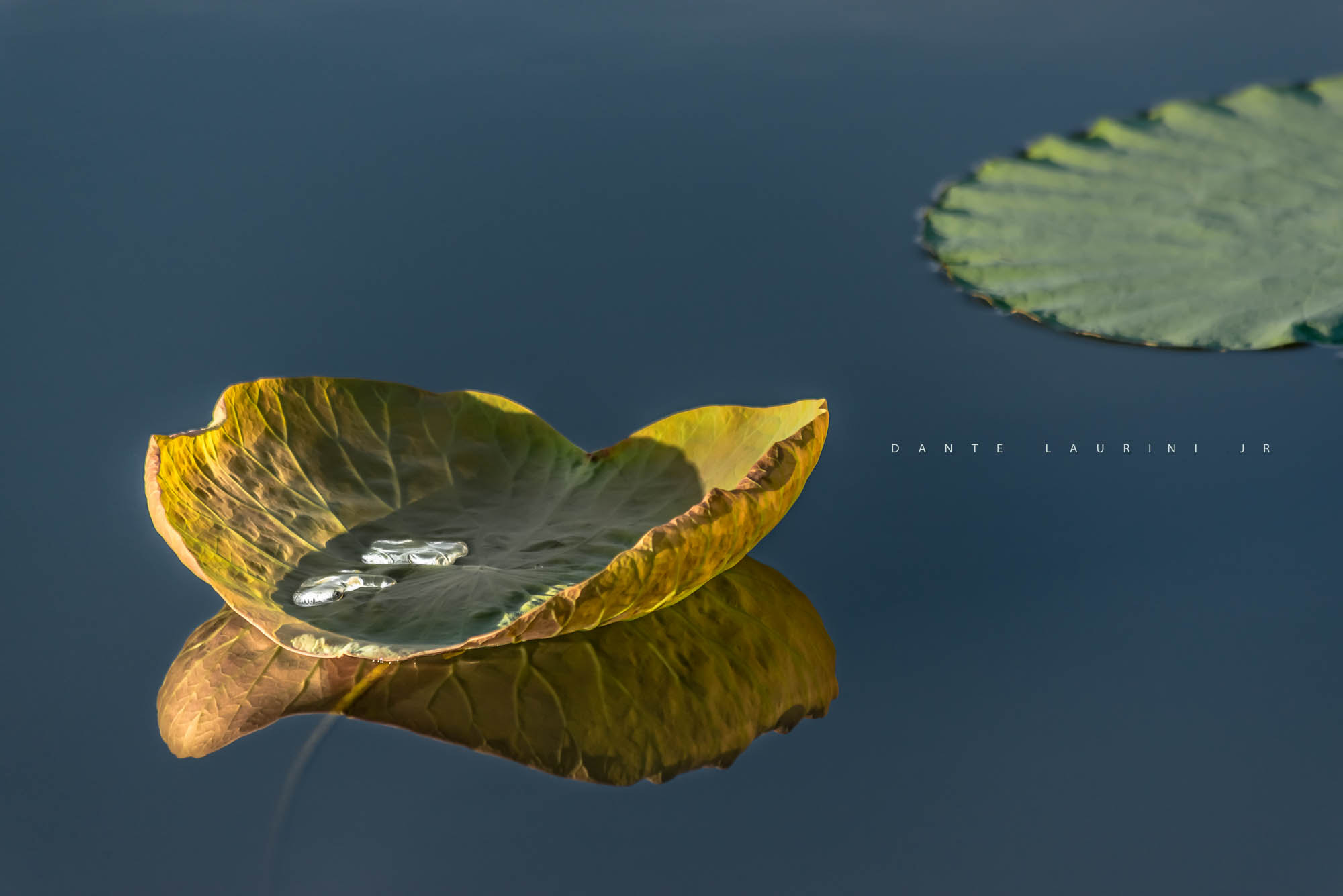 Sigma 70-300mm F4-5.6 APO DG Macro sample photo. Water lily | vitoria regia photography