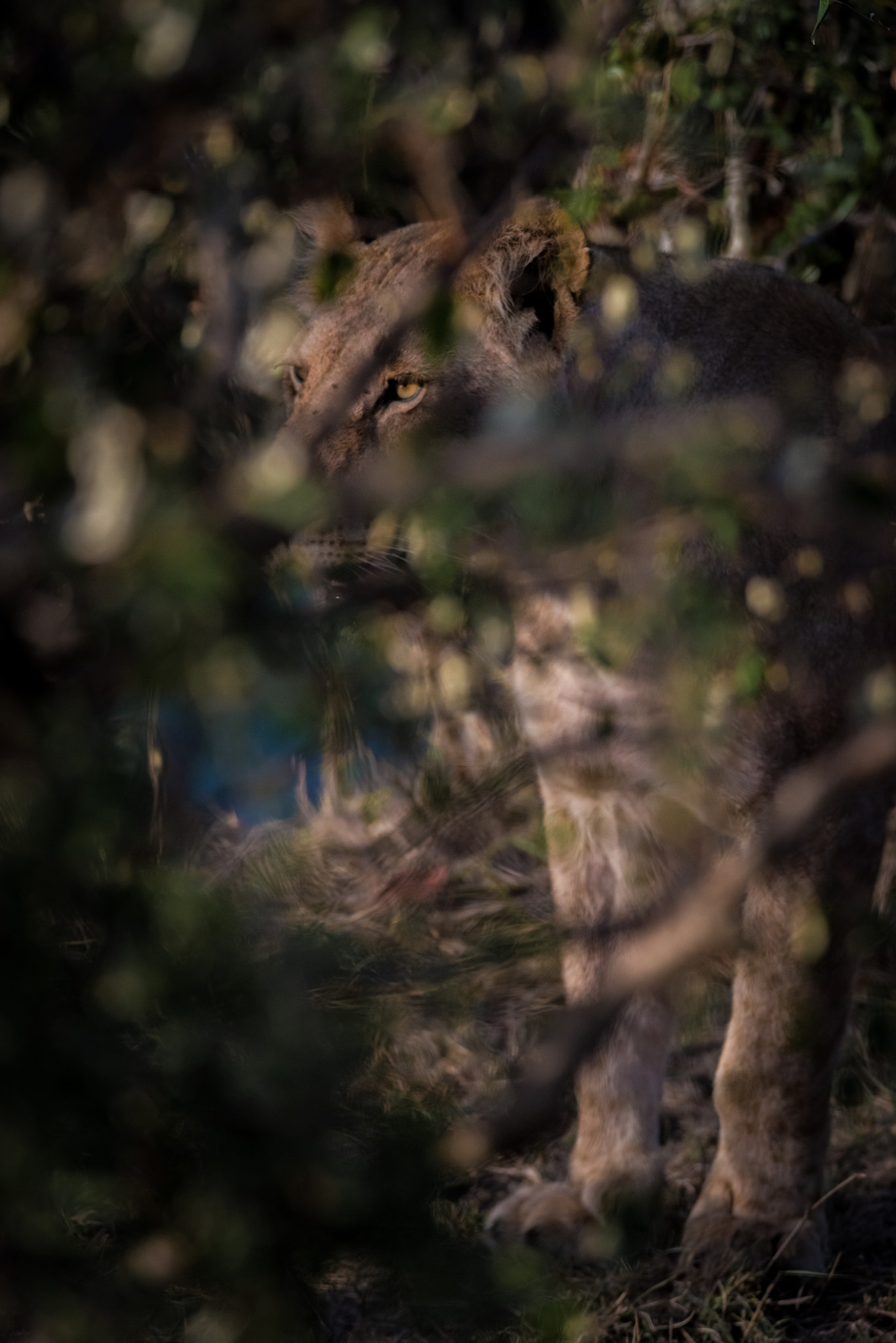 Nikon D810 sample photo. Shade photography
