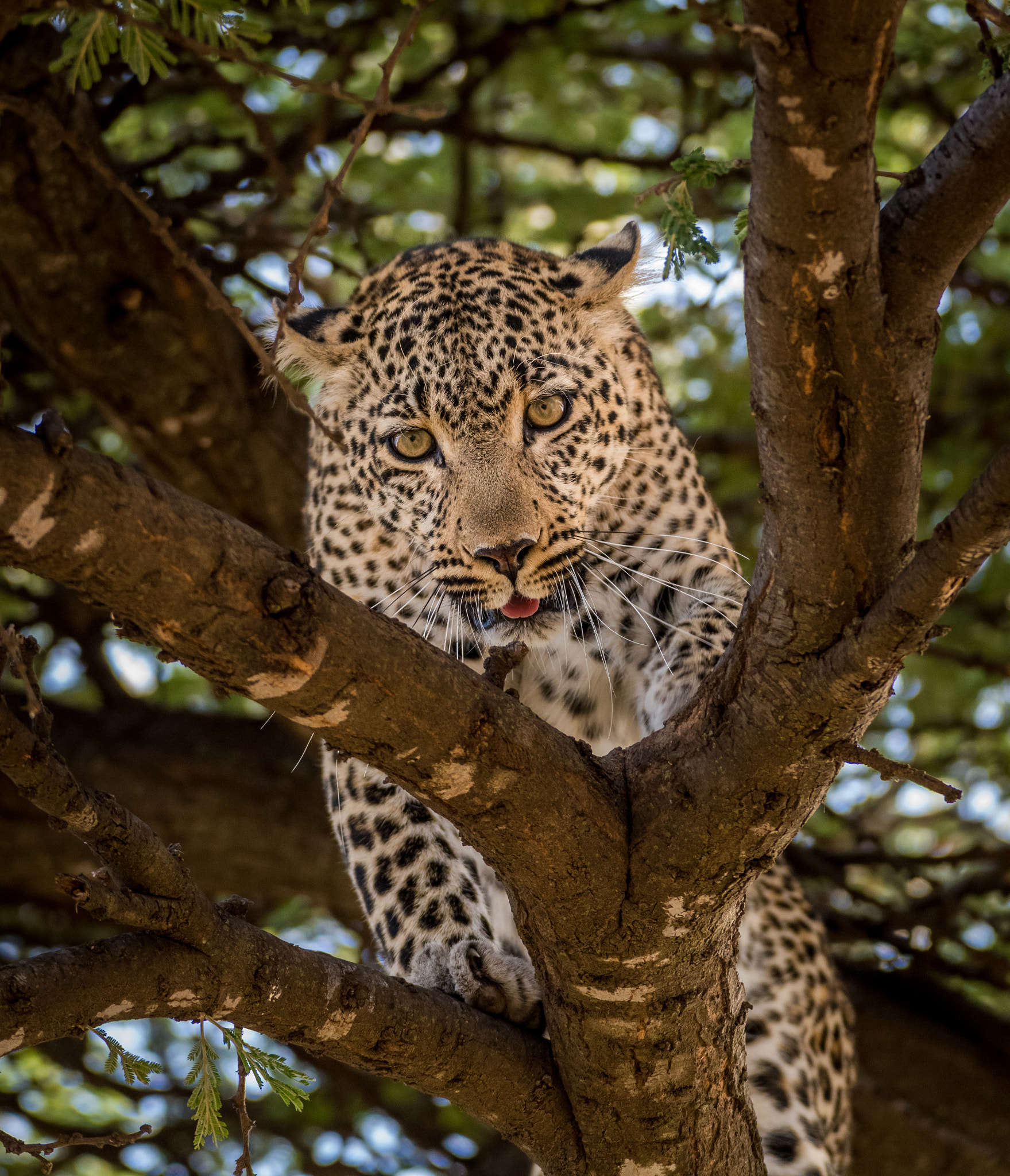Nikon D810 sample photo. Eyes down photography