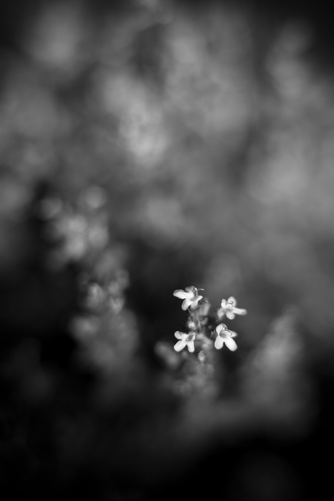 Canon EOS 5D + Canon EF 50mm f/1.8 sample photo. Small flowers photography