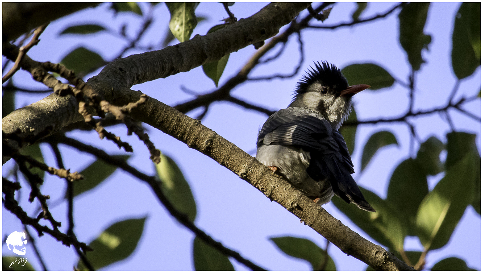 Canon EF-S 55-250mm F4-5.6 IS STM sample photo. Himalayan black bulbul photography