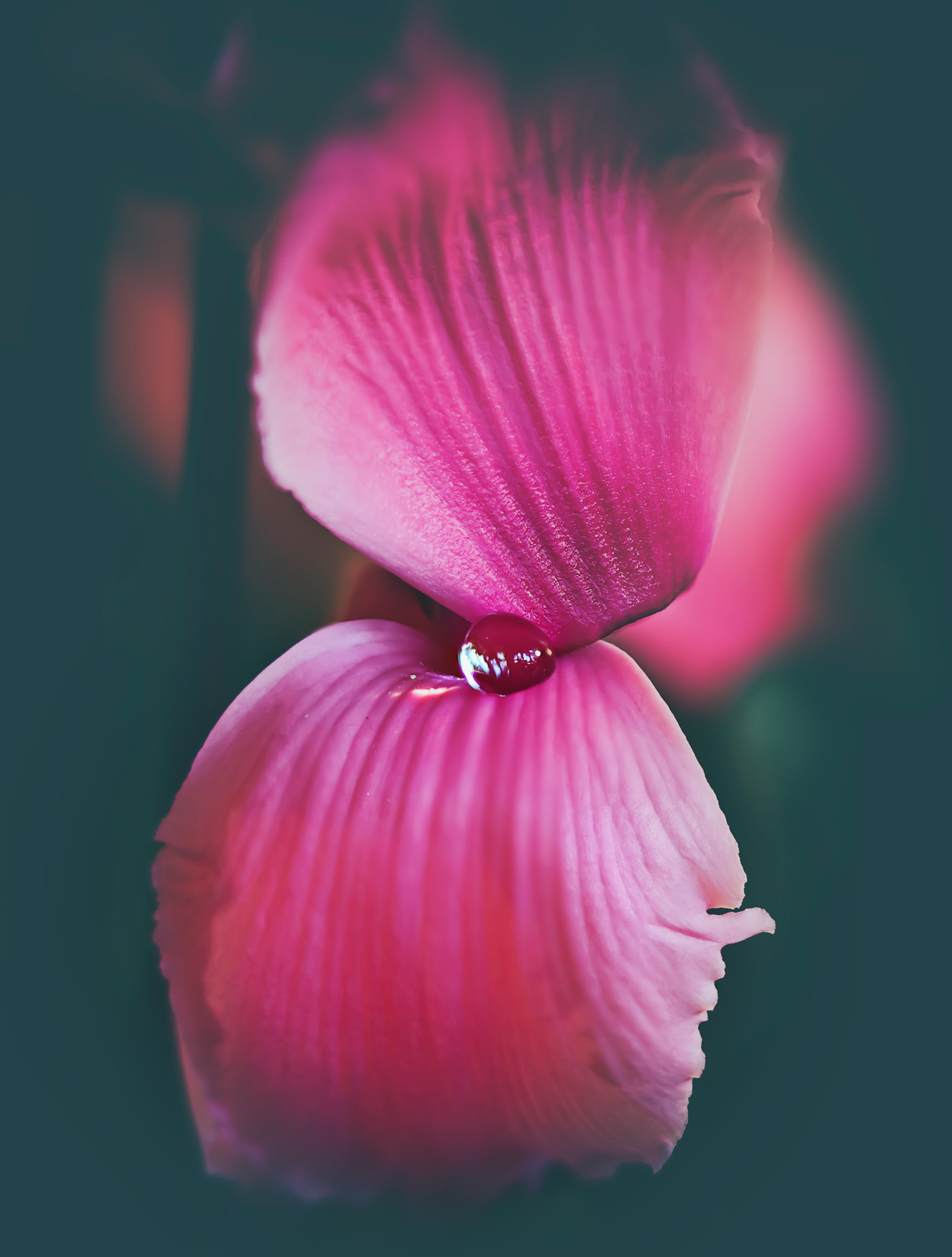 Canon EF 100mm F2.8 Macro USM sample photo. Poise photography