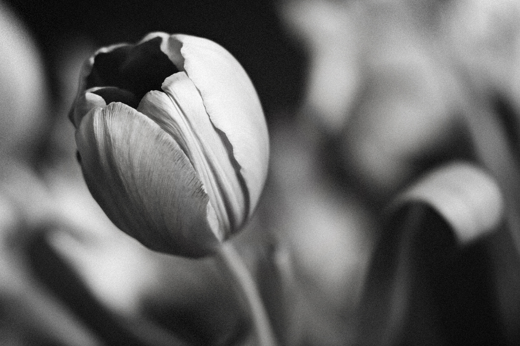 Canon EF 100mm F2.8 Macro USM sample photo. The unbearable lightness of being photography