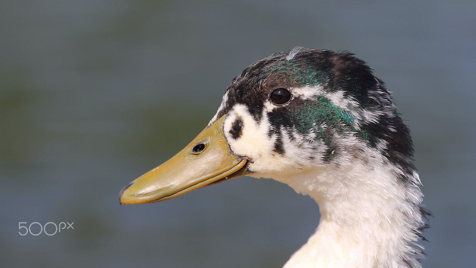 Canon EF 100-400mm F4.5-5.6L IS USM sample photo. Mallard photography
