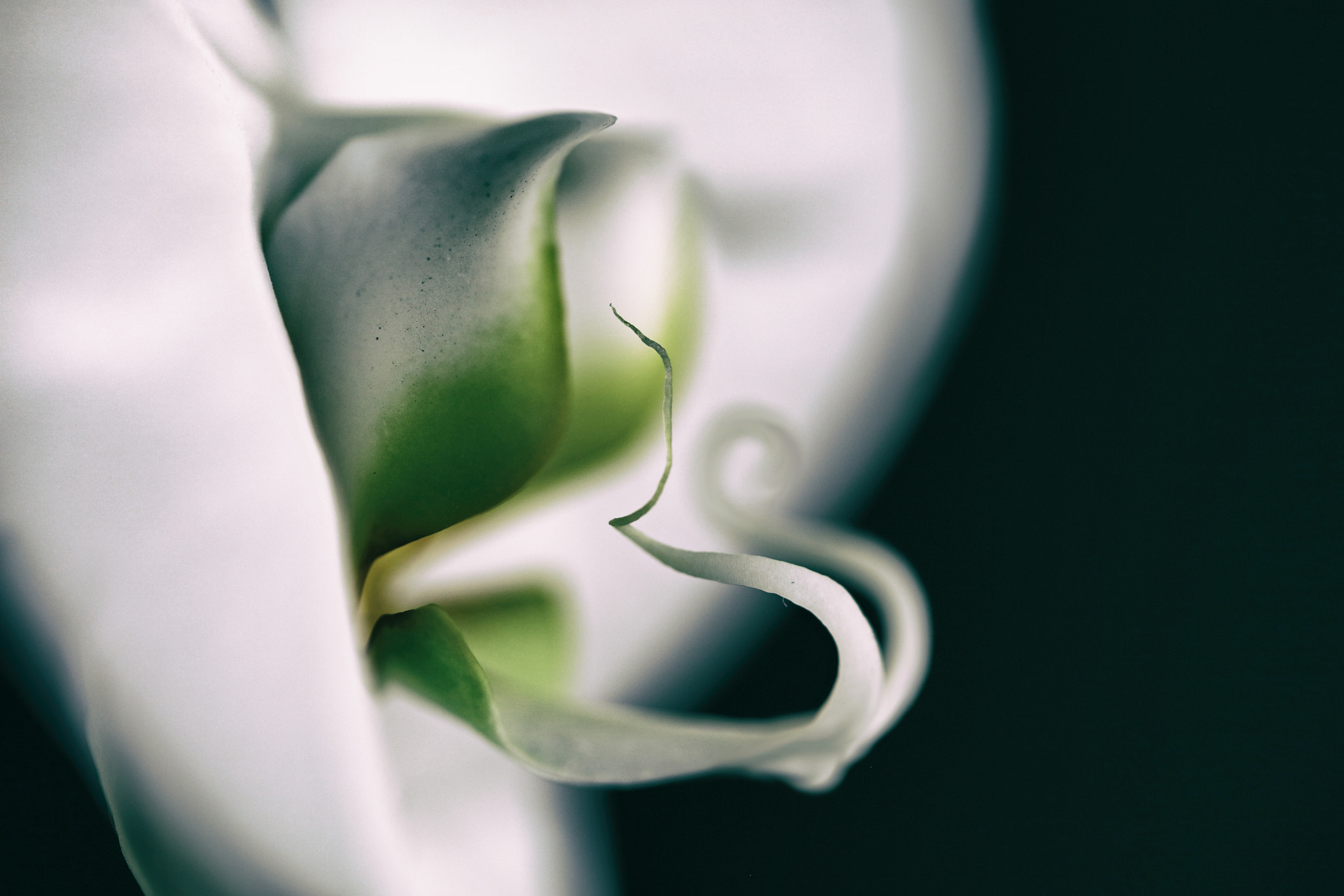 Canon EF 100mm F2.8 Macro USM sample photo. Enigma photography