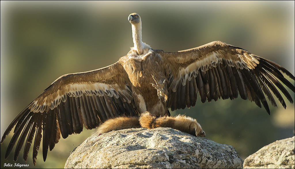Canon EOS-1D X + Canon EF 500mm F4L IS USM sample photo. La suerte ayuda photography