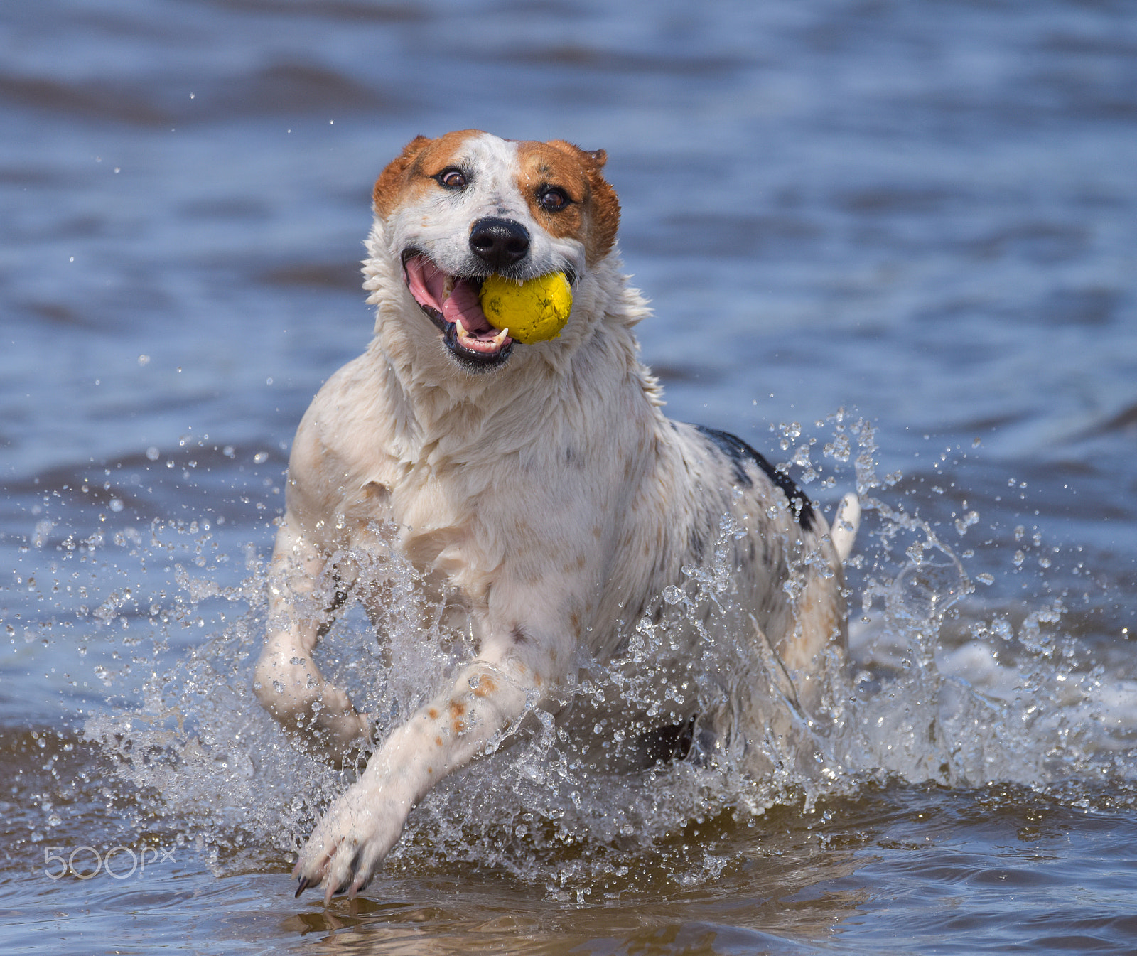 Sigma 150-600mm F5-6.3 DG OS HSM | C sample photo. The face of happiness photography