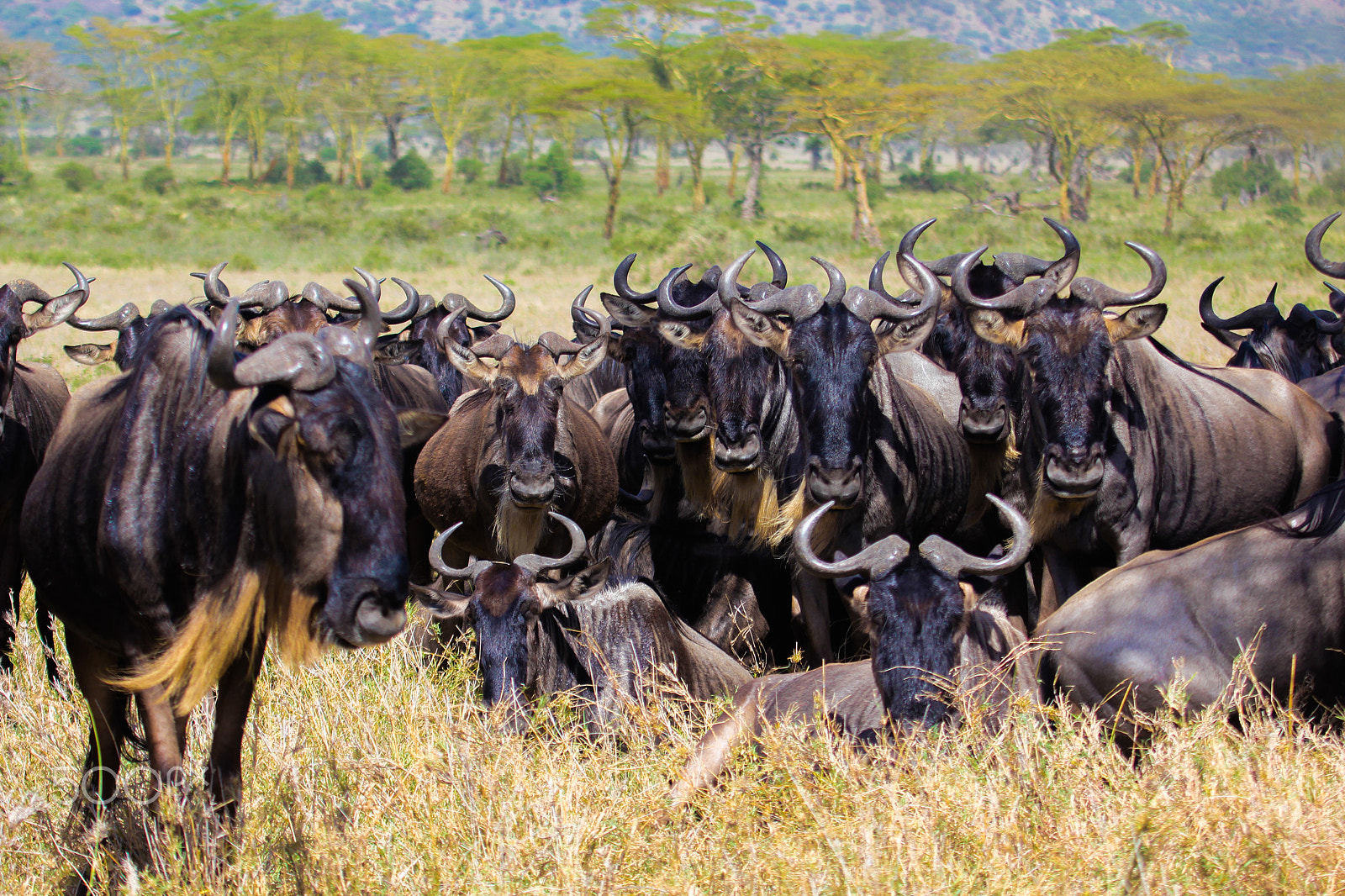 Canon EF 100-400mm F4.5-5.6L IS USM sample photo. Wildebeest @ great migration photography