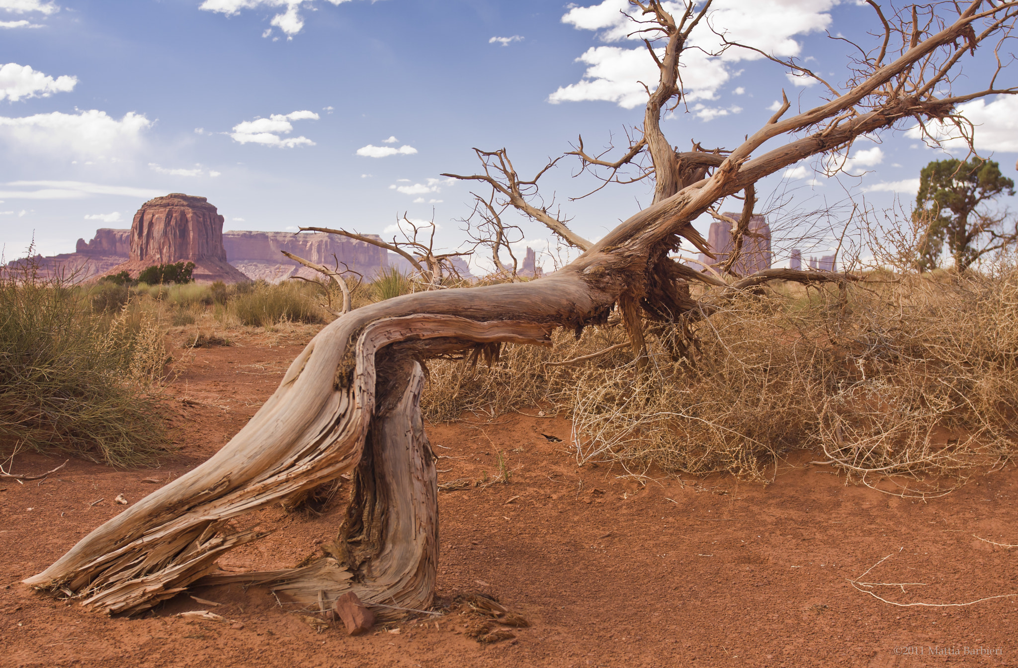 Canon EOS 40D + Canon EF 17-40mm F4L USM sample photo. Dead tree photography