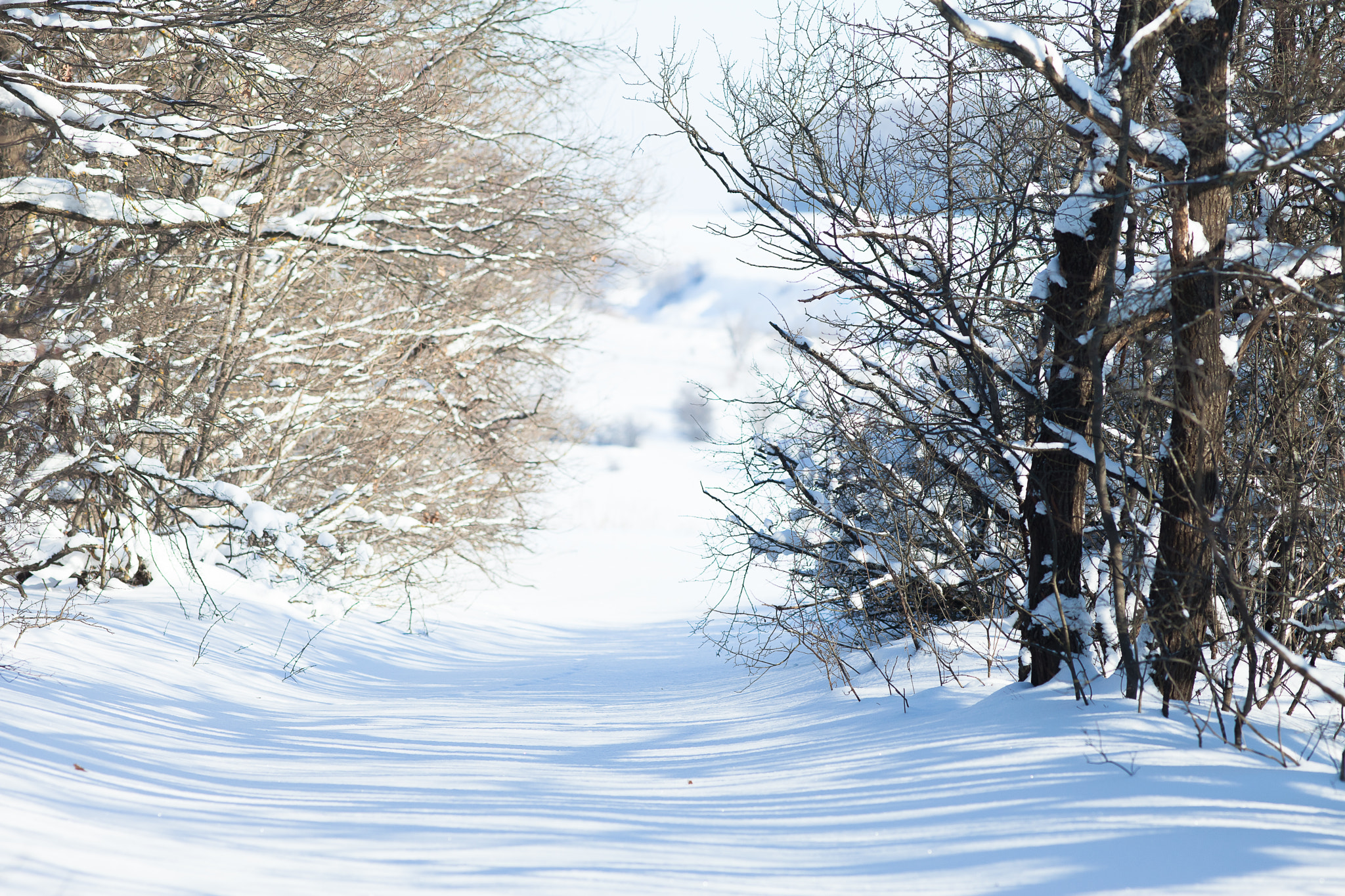 Canon EF 200mm F2.8L II USM sample photo. Img photography