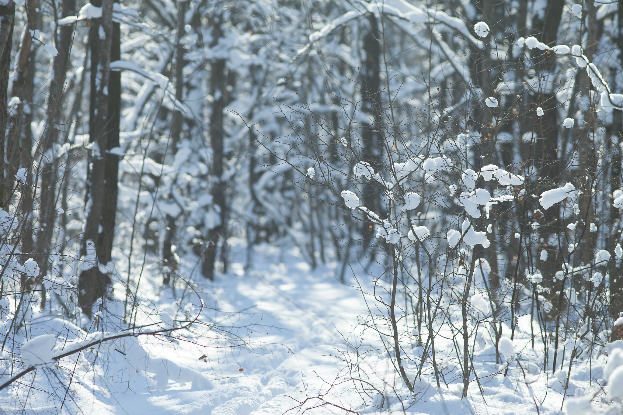 Canon EF 200mm F2.8L II USM sample photo. Img photography