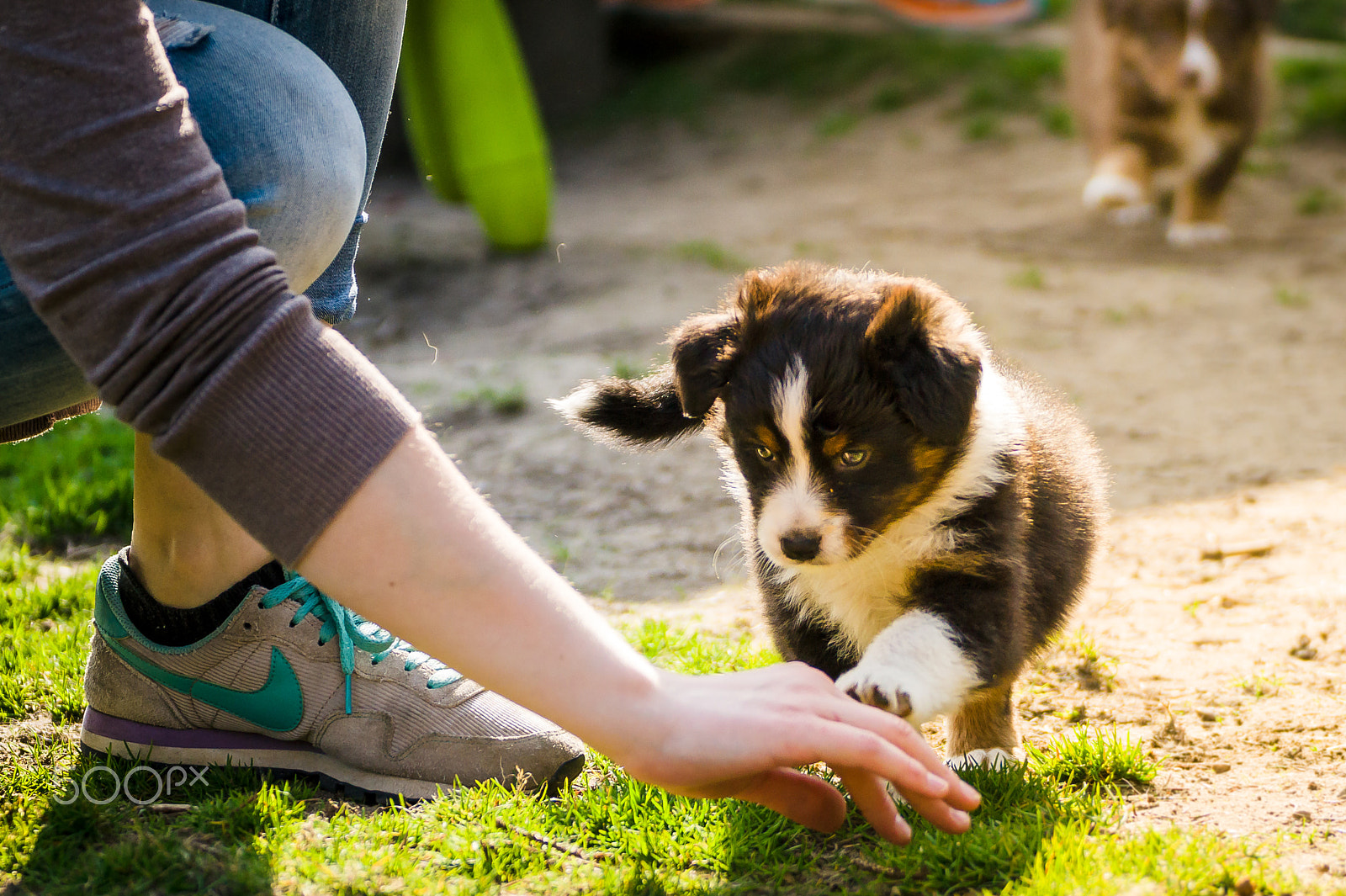 Sony SLT-A58 sample photo. Mini australian shepherd photography