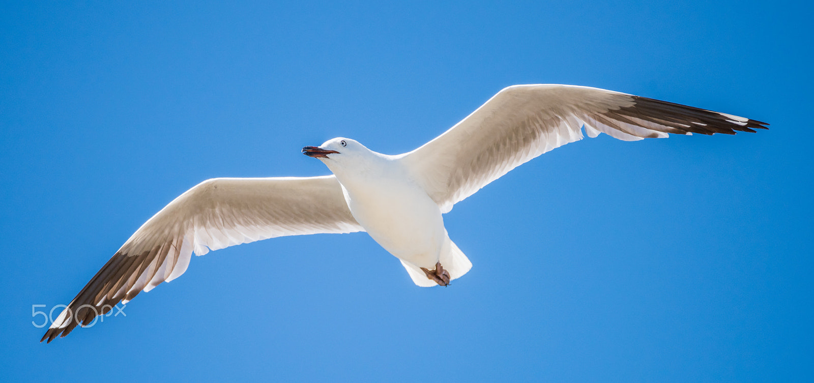 Sigma 150-600mm F5-6.3 DG OS HSM | C sample photo. Seagull in flight. photography