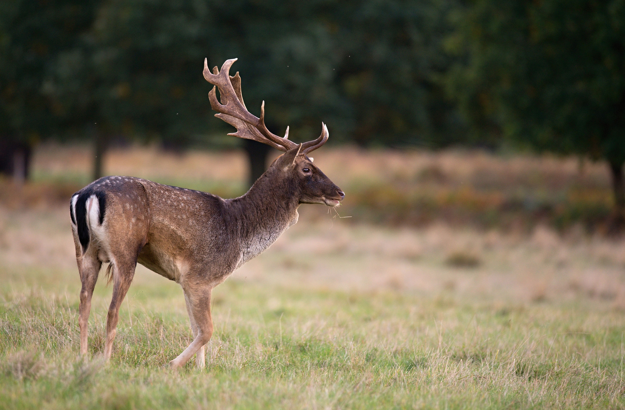 Nikon D610 + Nikon AF-S Nikkor 300mm F4D ED-IF sample photo. Fallow deer photography