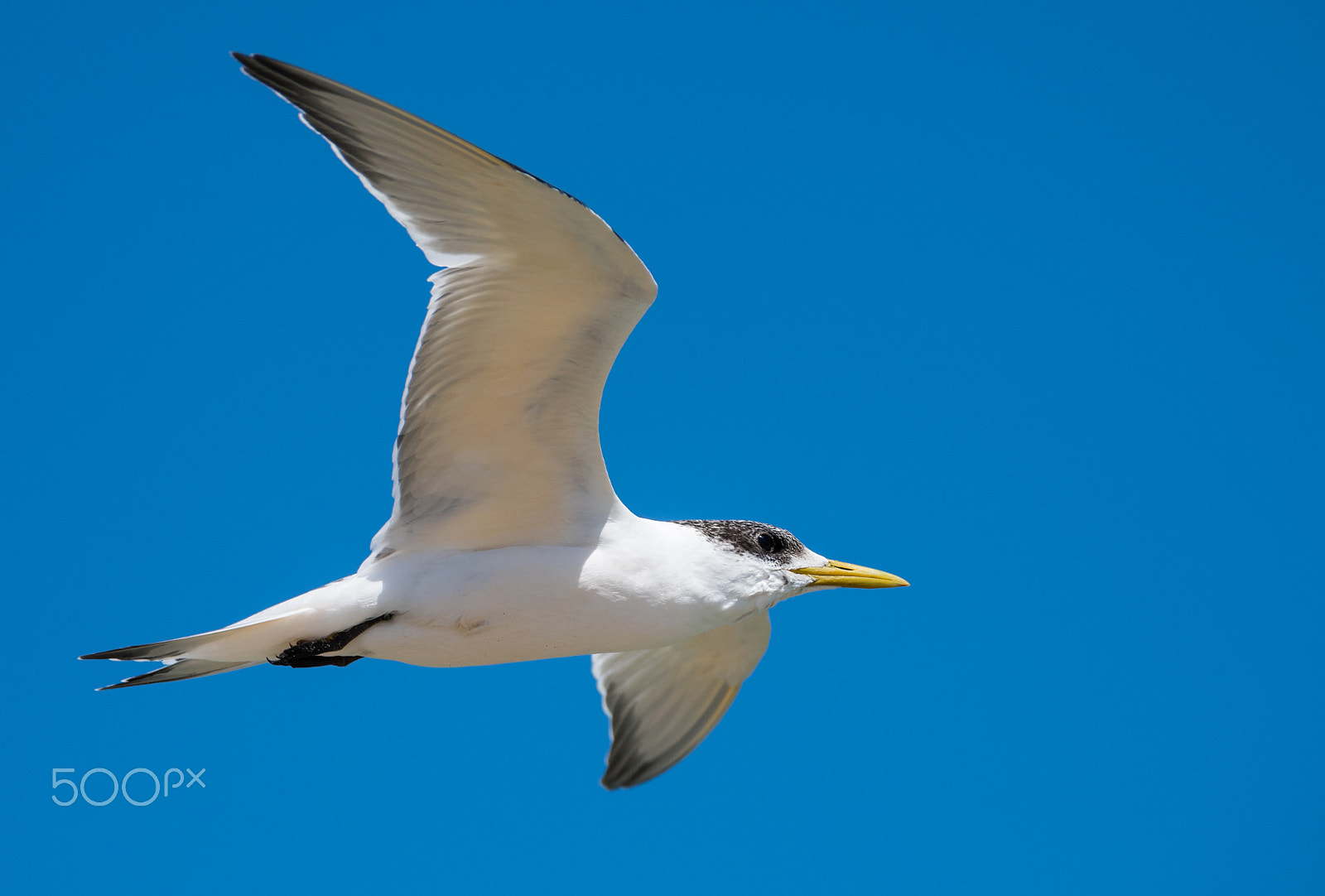 Sigma 150-600mm F5-6.3 DG OS HSM | C sample photo. Bird flying over penguin island photography