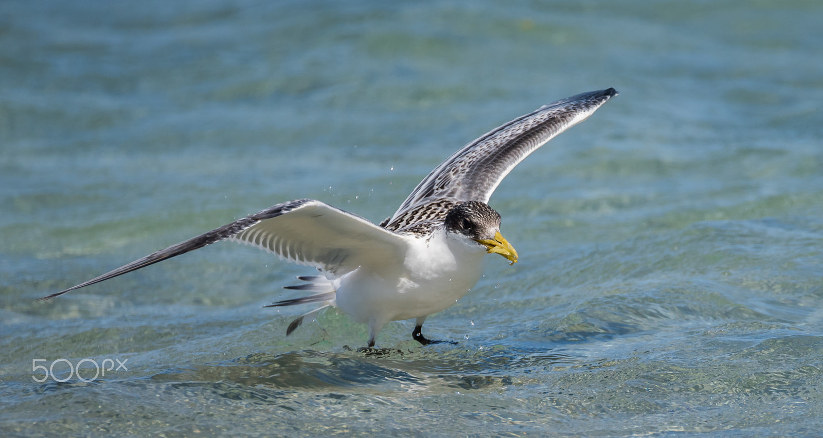 Sigma 150-600mm F5-6.3 DG OS HSM | C sample photo. Bird at penguin island photography