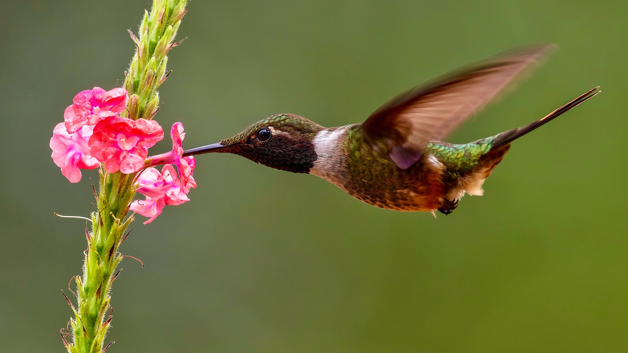 Olympus OM-D E-M1 Mark II + OLYMPUS M.300mm F4.0 sample photo. Colibrì  photography
