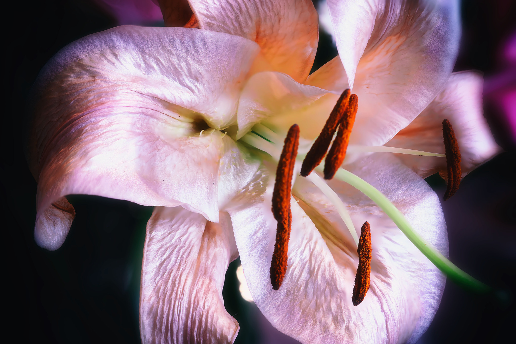 Canon EF 100mm F2.8 Macro USM sample photo. Soft photography