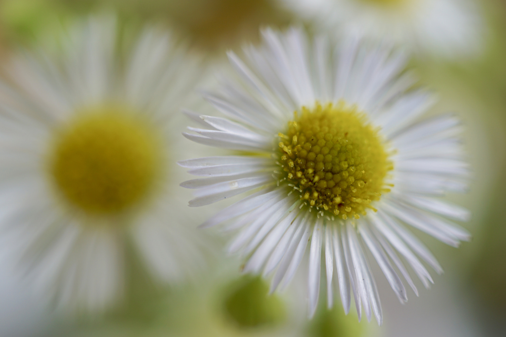 Sony E 30mm F3.5 sample photo. *:.｡voiceless whispers｡.:* photography