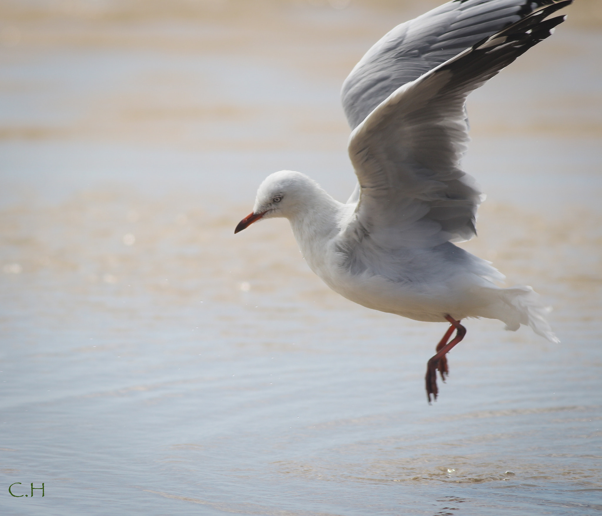 Canon EOS 700D (EOS Rebel T5i / EOS Kiss X7i) + Canon EF 400mm F5.6L USM sample photo. Seagull flying off photography