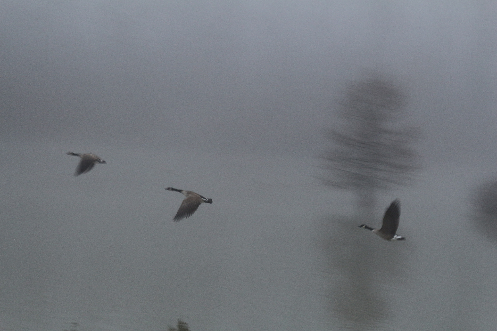 Canon EOS 700D (EOS Rebel T5i / EOS Kiss X7i) sample photo. Geese in fog photography