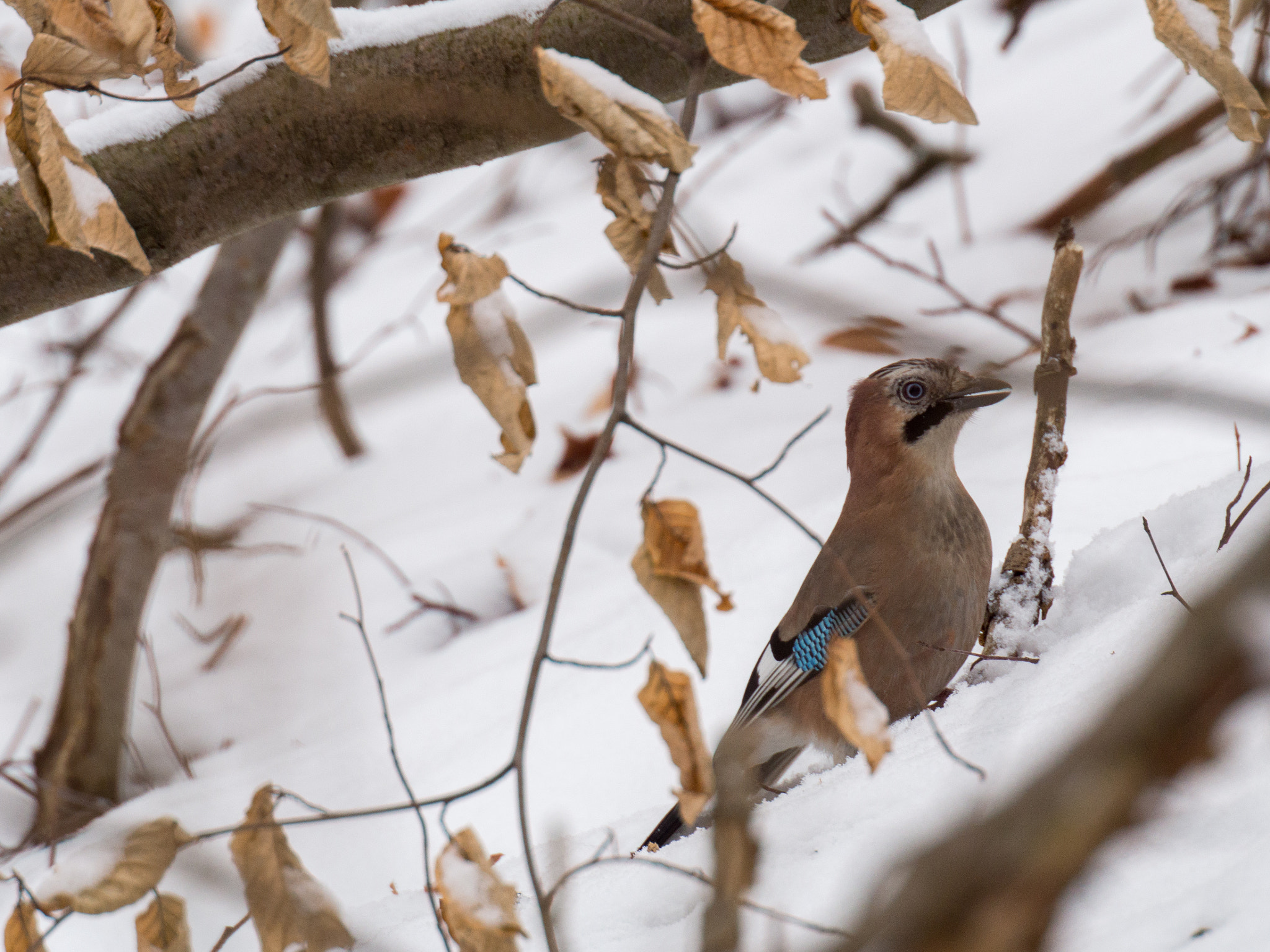 Sigma APO 135-400mm F4.5-5.6 DG sample photo. Winter guardian photography