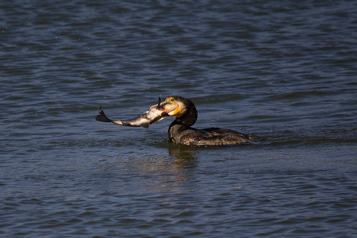 Canon EOS 550D (EOS Rebel T2i / EOS Kiss X4) + Sigma 150-500mm F5-6.3 DG OS HSM sample photo. Large cormorant with a large fish photography