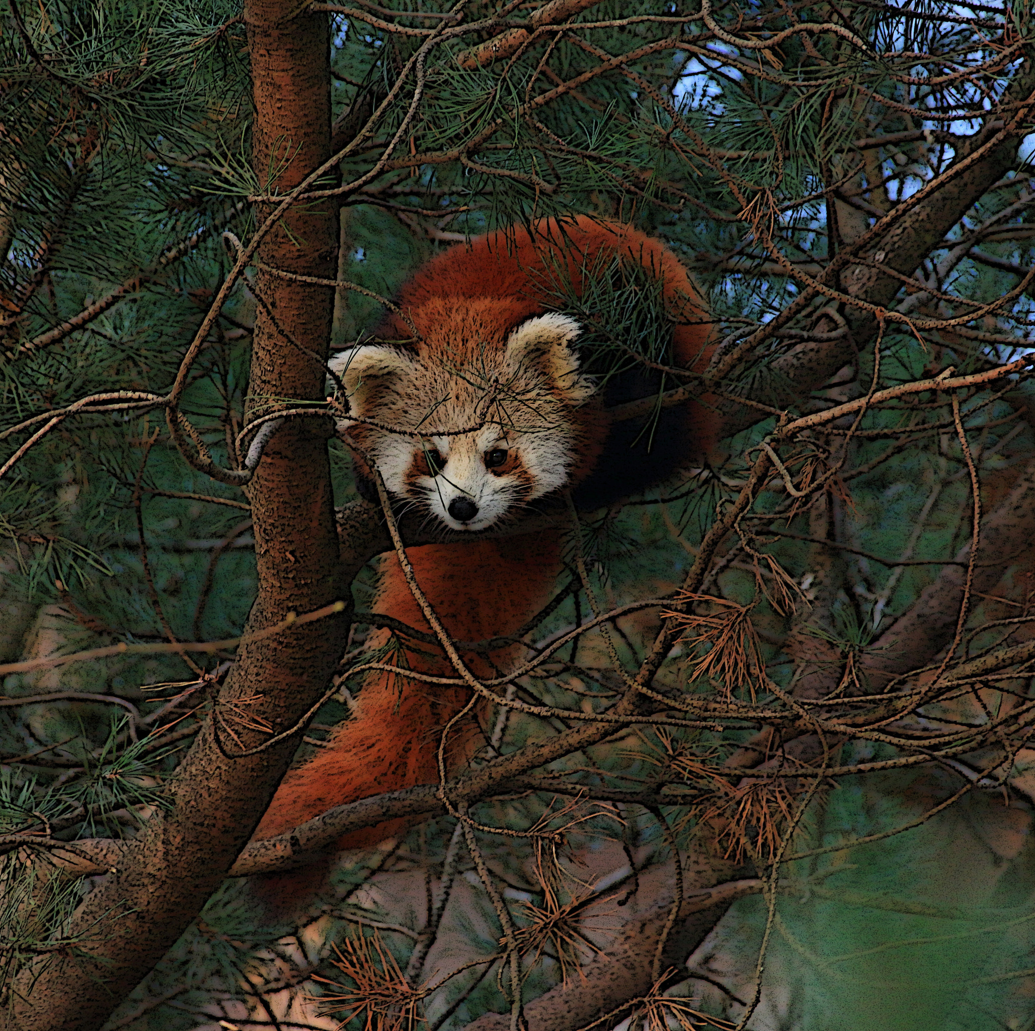 Canon EF 75-300mm F4.0-5.6 IS USM sample photo. Red panda photography