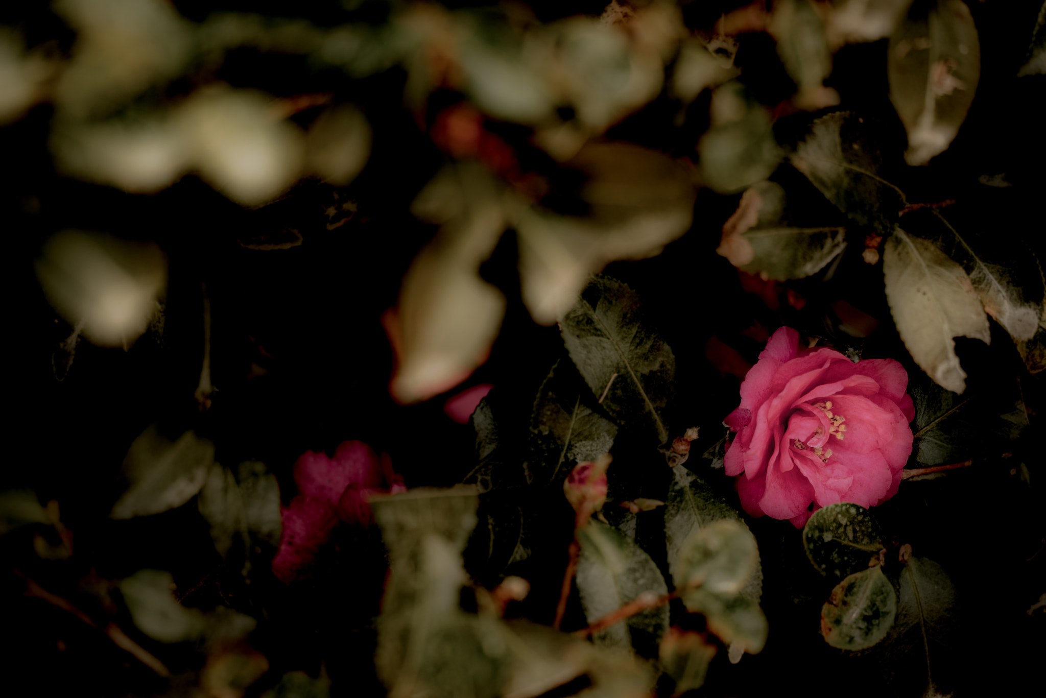 Sigma 150mm F2.8 EX DG OS Macro HSM sample photo. Camellia photography