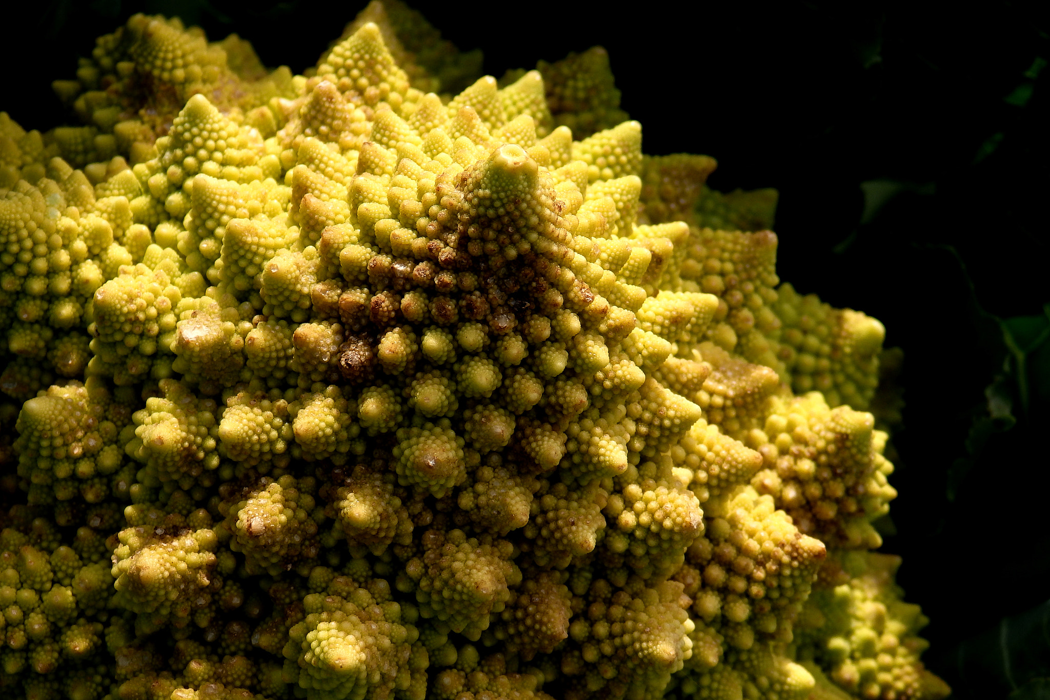 Olympus SZ-17 sample photo. Romanesco photography