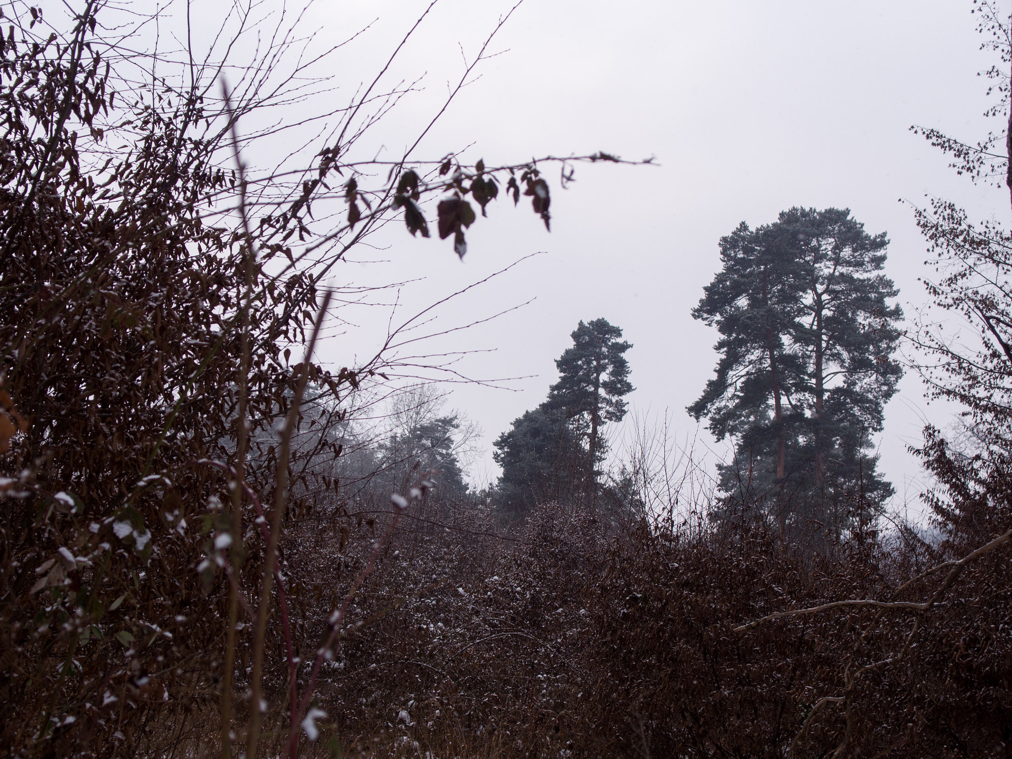 Panasonic Lumix DMC-GH3 + OLYMPUS DIGITAL 14-54mm Lens sample photo. Framing nature photography