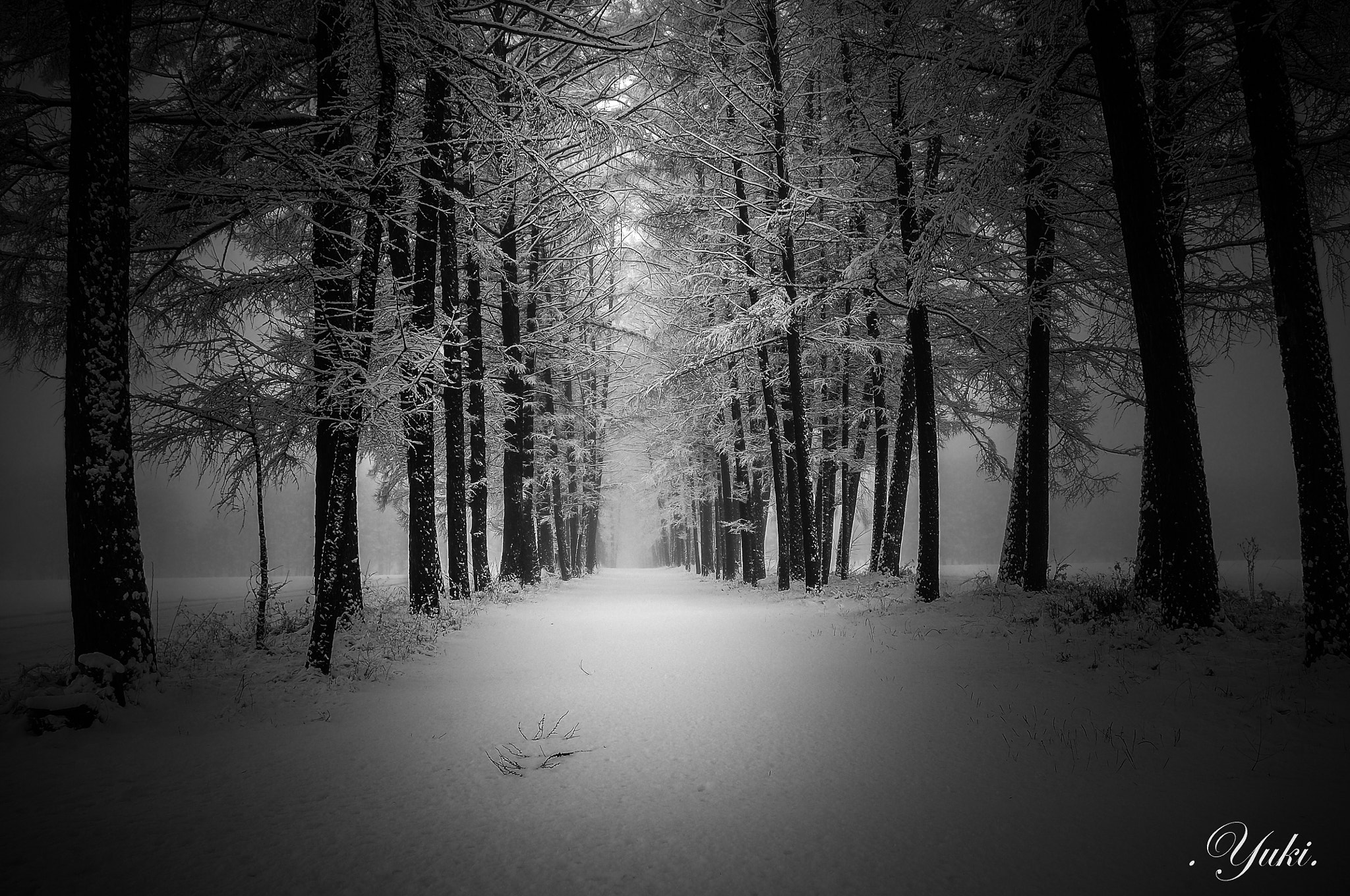 Nikon AF-S Nikkor 17-35mm F2.8D ED-IF sample photo. 唐松並木 冬b&w photography
