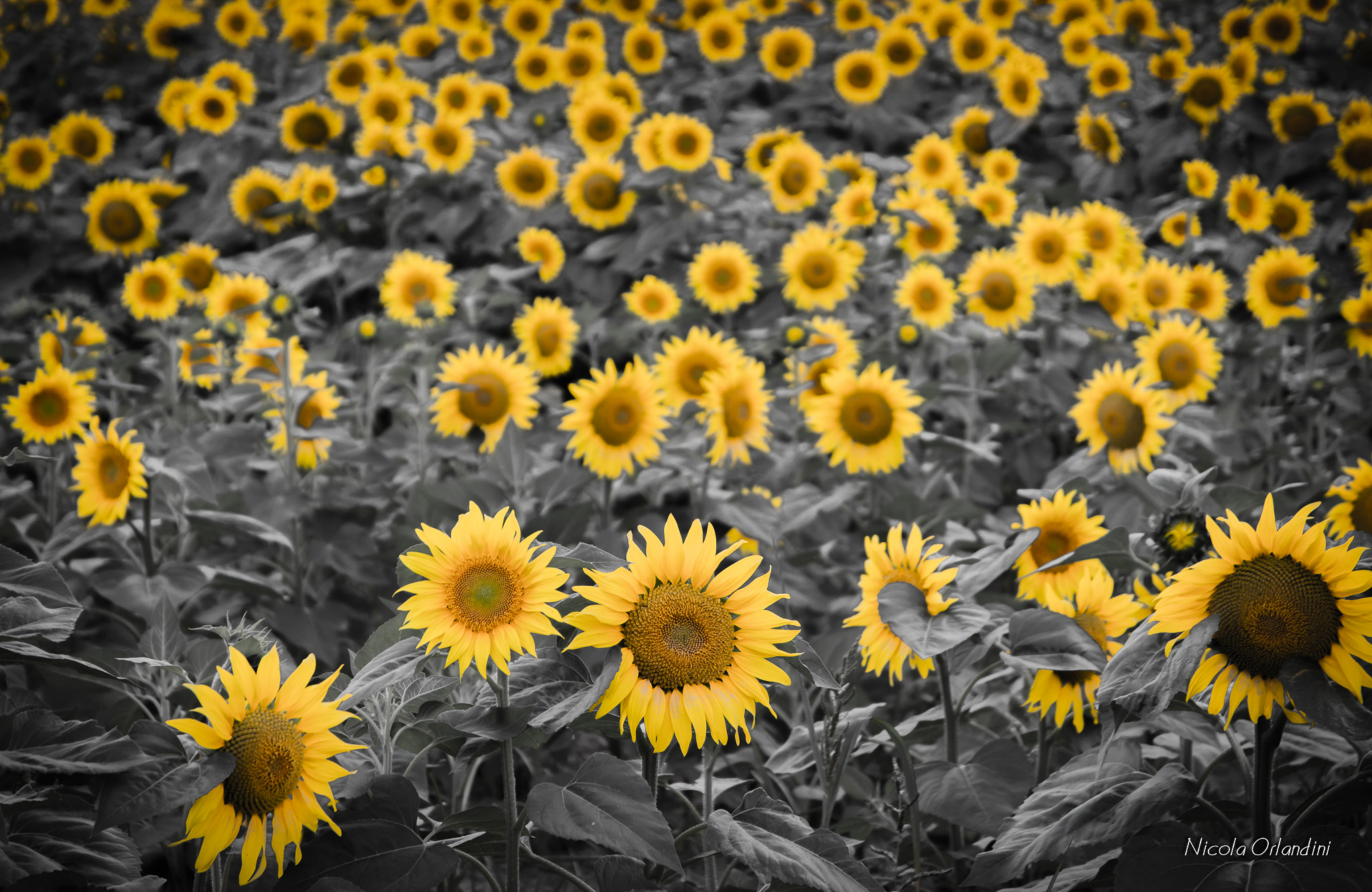 Sigma 17-70mm F2.8-4 DC Macro OS HSM sample photo. Img photography