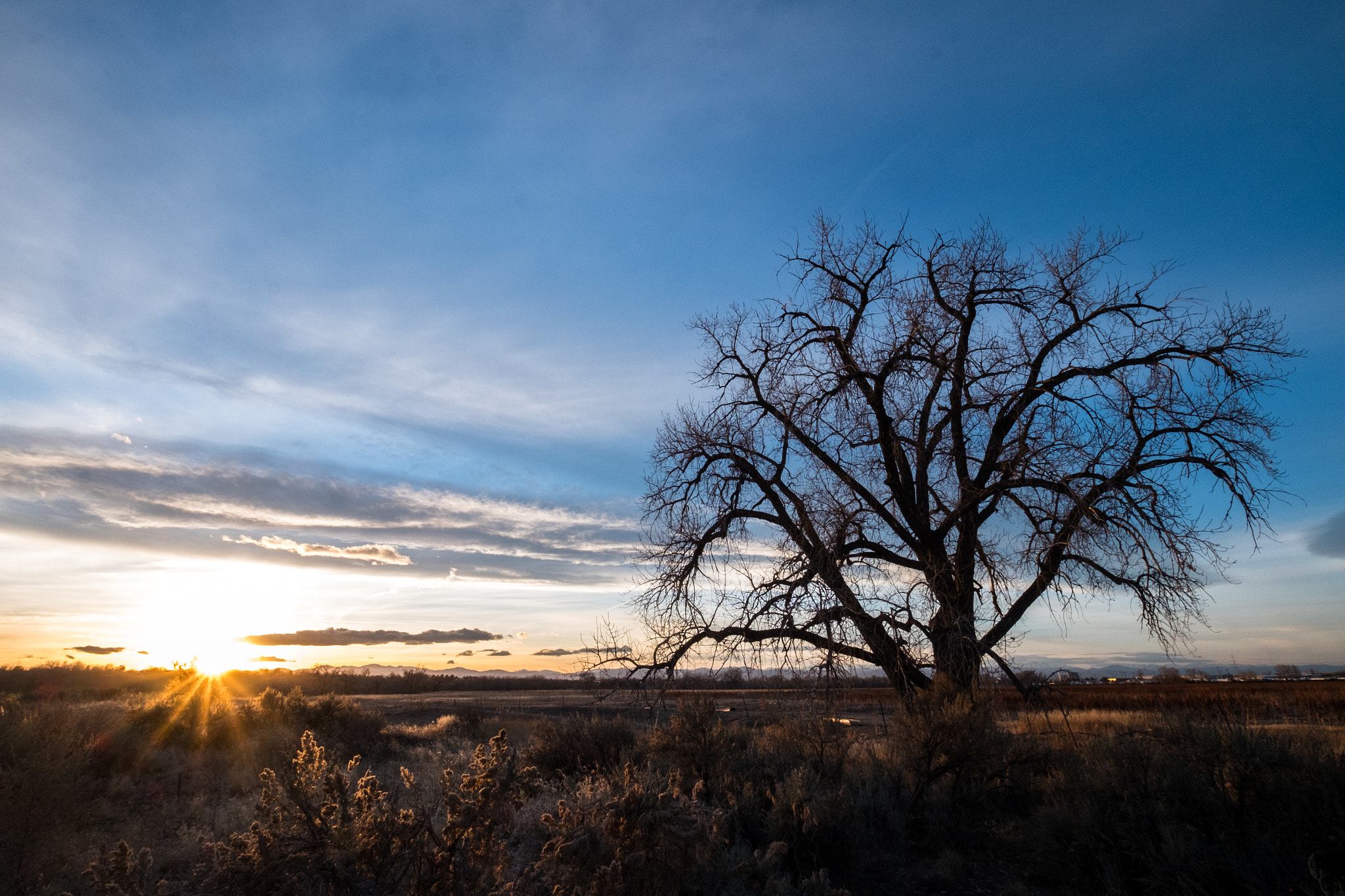 Fujifilm X-E2S + Fujifilm XF 10-24mm F4 R OIS sample photo. I constantly saw this tree driving to and from wor ... photography