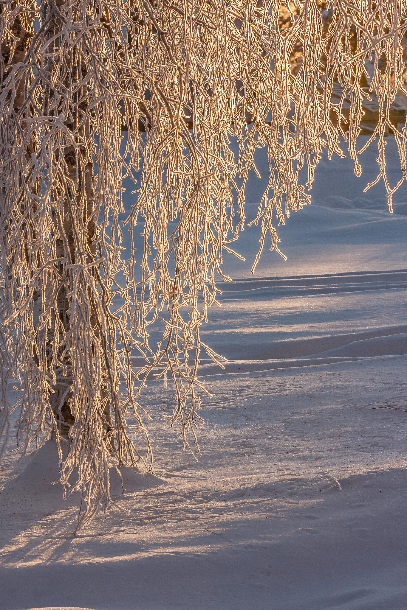 Sigma 105mm F2.8 EX DG OS HSM sample photo. January photography