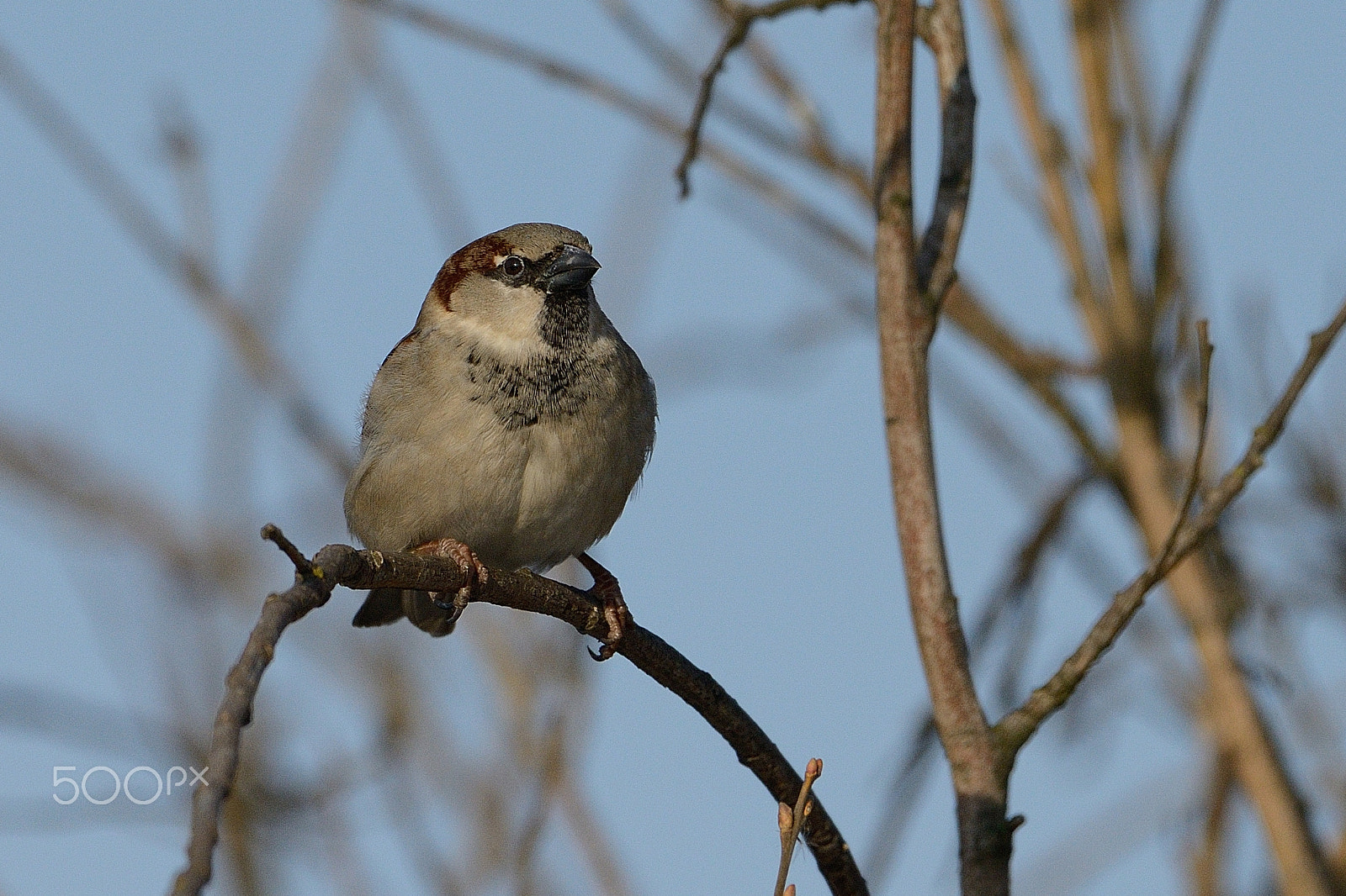 Nikon AF-S Nikkor 200-500mm F5.6E ED VR sample photo. Sparrow on a branch photography
