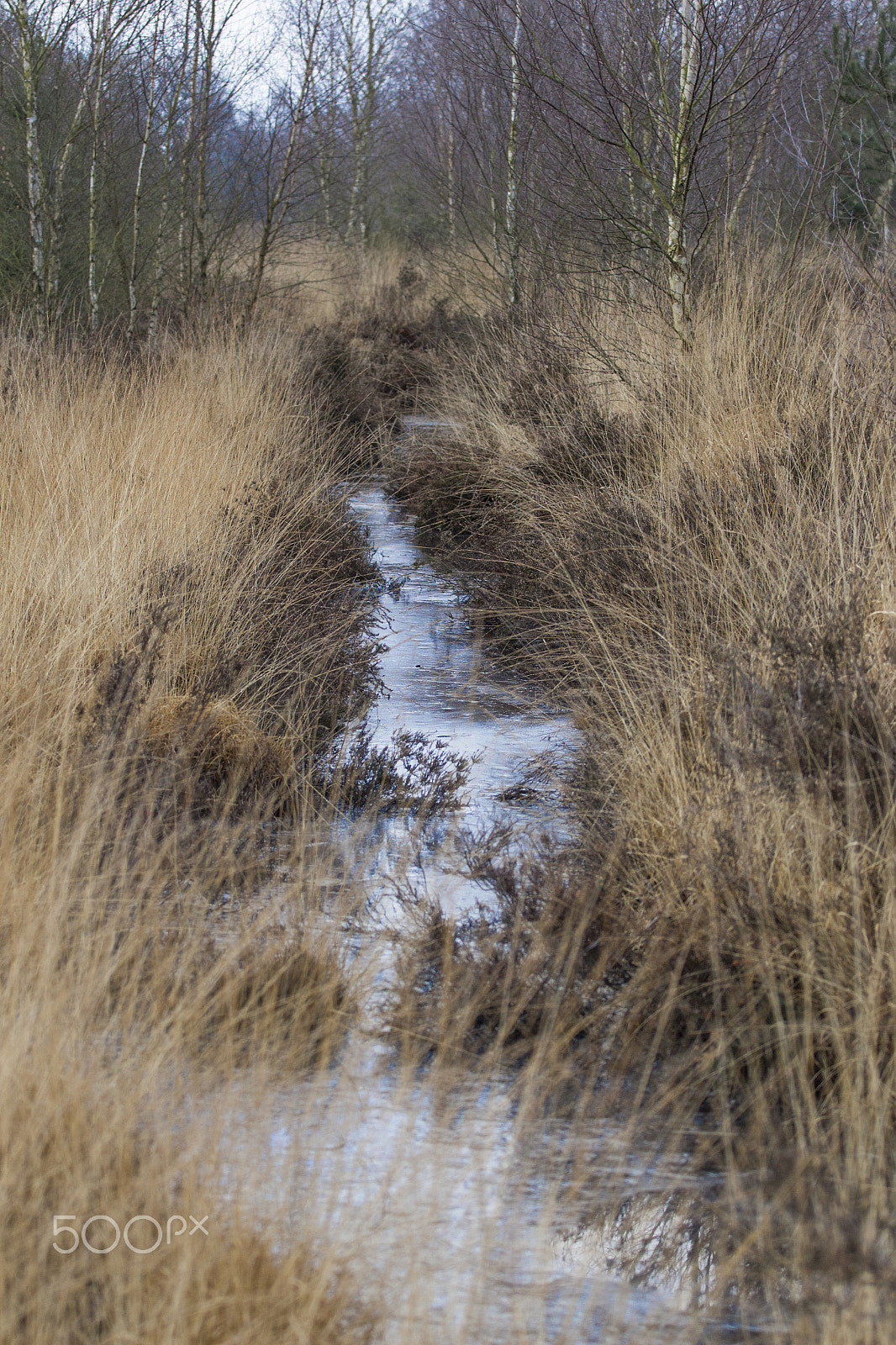 Canon EOS 700D (EOS Rebel T5i / EOS Kiss X7i) + Canon EF 70-200mm F4L USM sample photo. Creek by the hoort photography