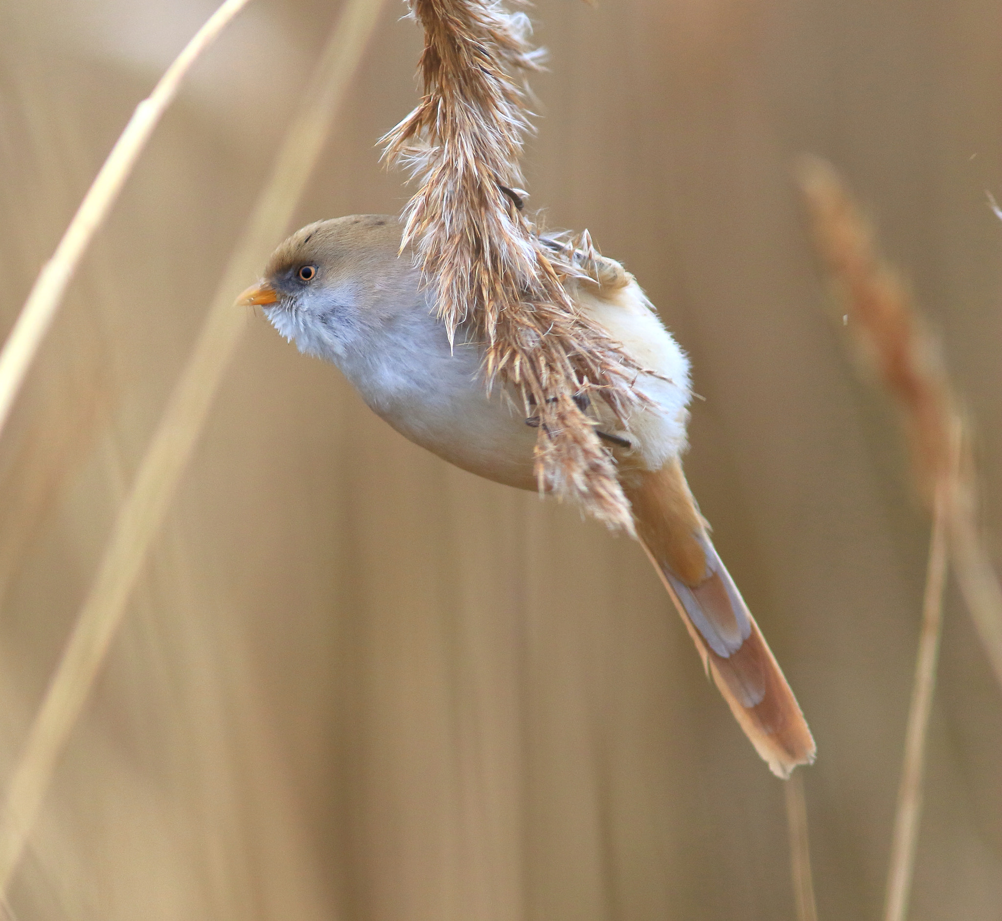 Canon EF 300mm F4L IS USM sample photo. Bearded tit photography