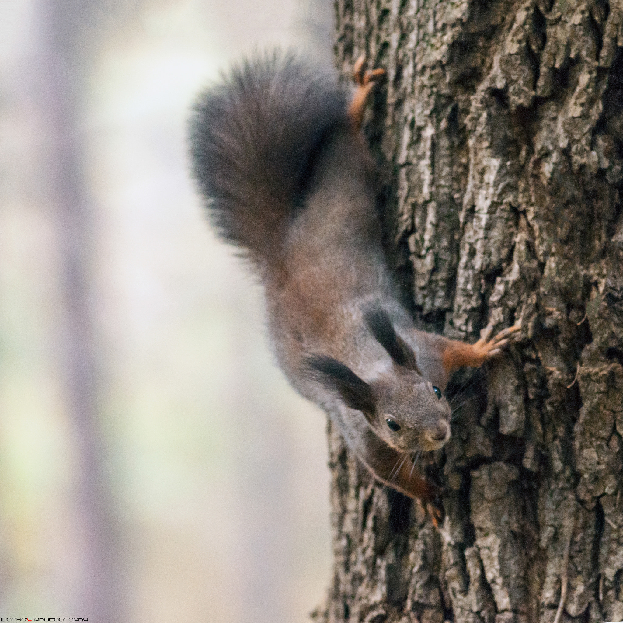 Nikon AF-Nikkor 80-200mm F2.8D ED sample photo. Watching you... photography