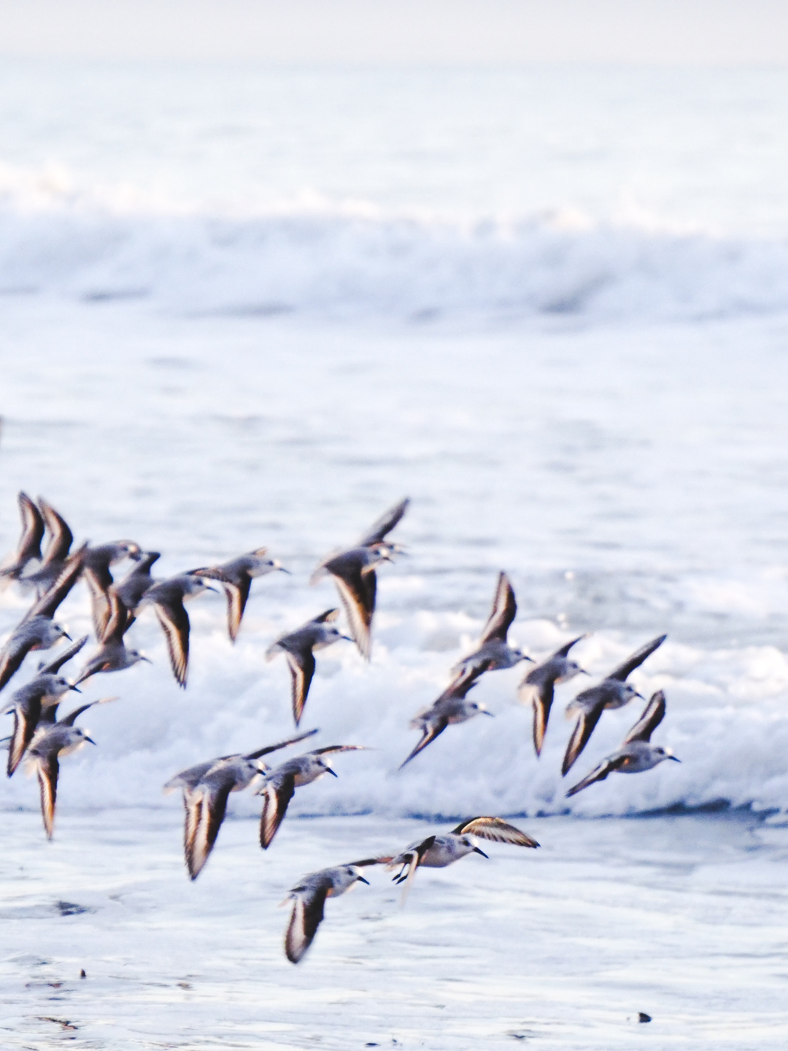 Sony a6300 + Sony E 55-210mm F4.5-6.3 OSS sample photo. Pipers of pismo photography