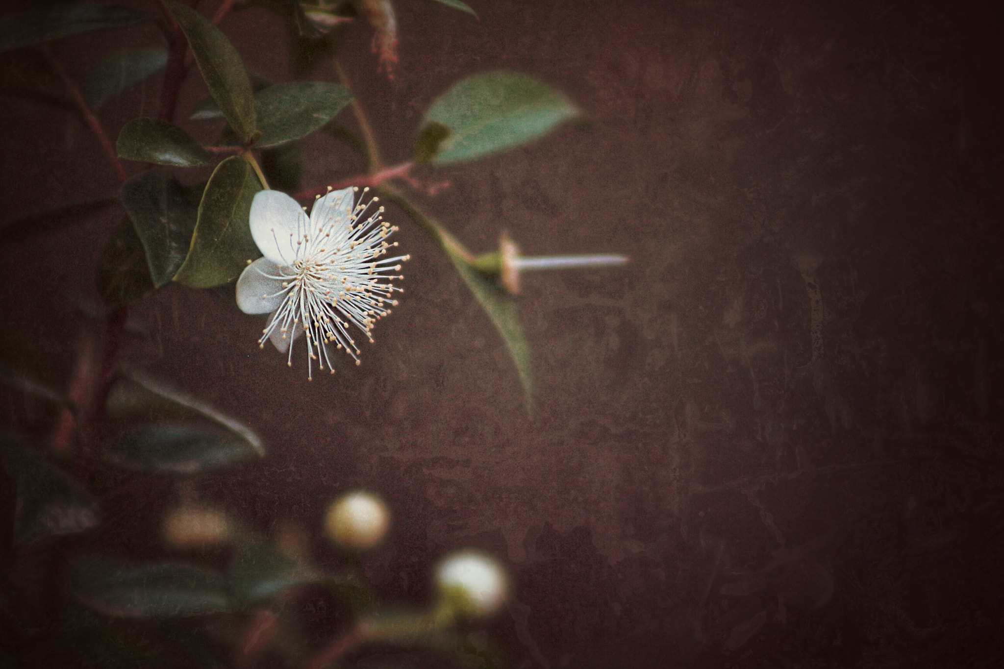 Canon EOS 100D (EOS Rebel SL1 / EOS Kiss X7) + EF75-300mm f/4-5.6 sample photo. Beautiful flower photography