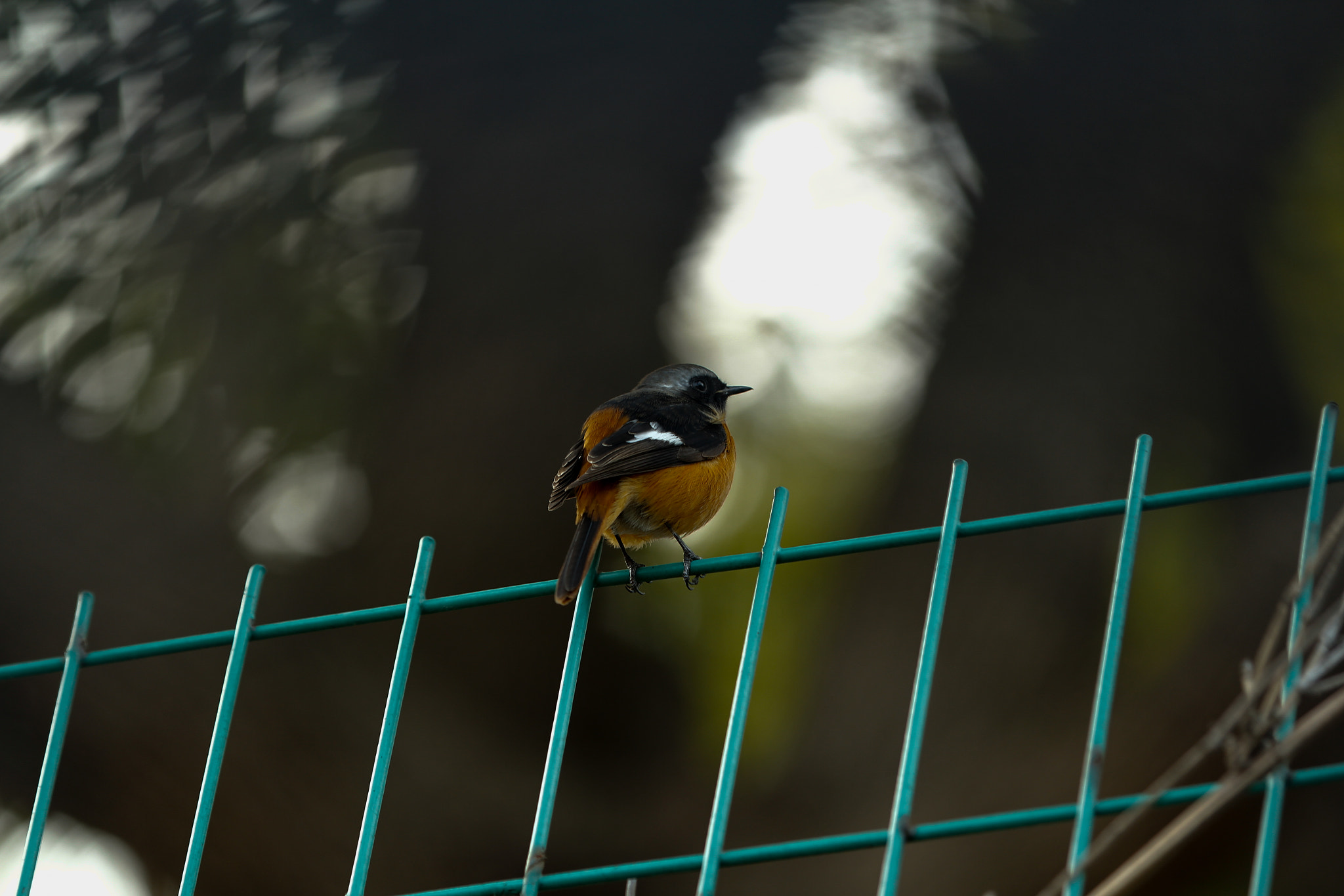Canon EF 70-200mm F2.8L IS II USM sample photo. Bird photography