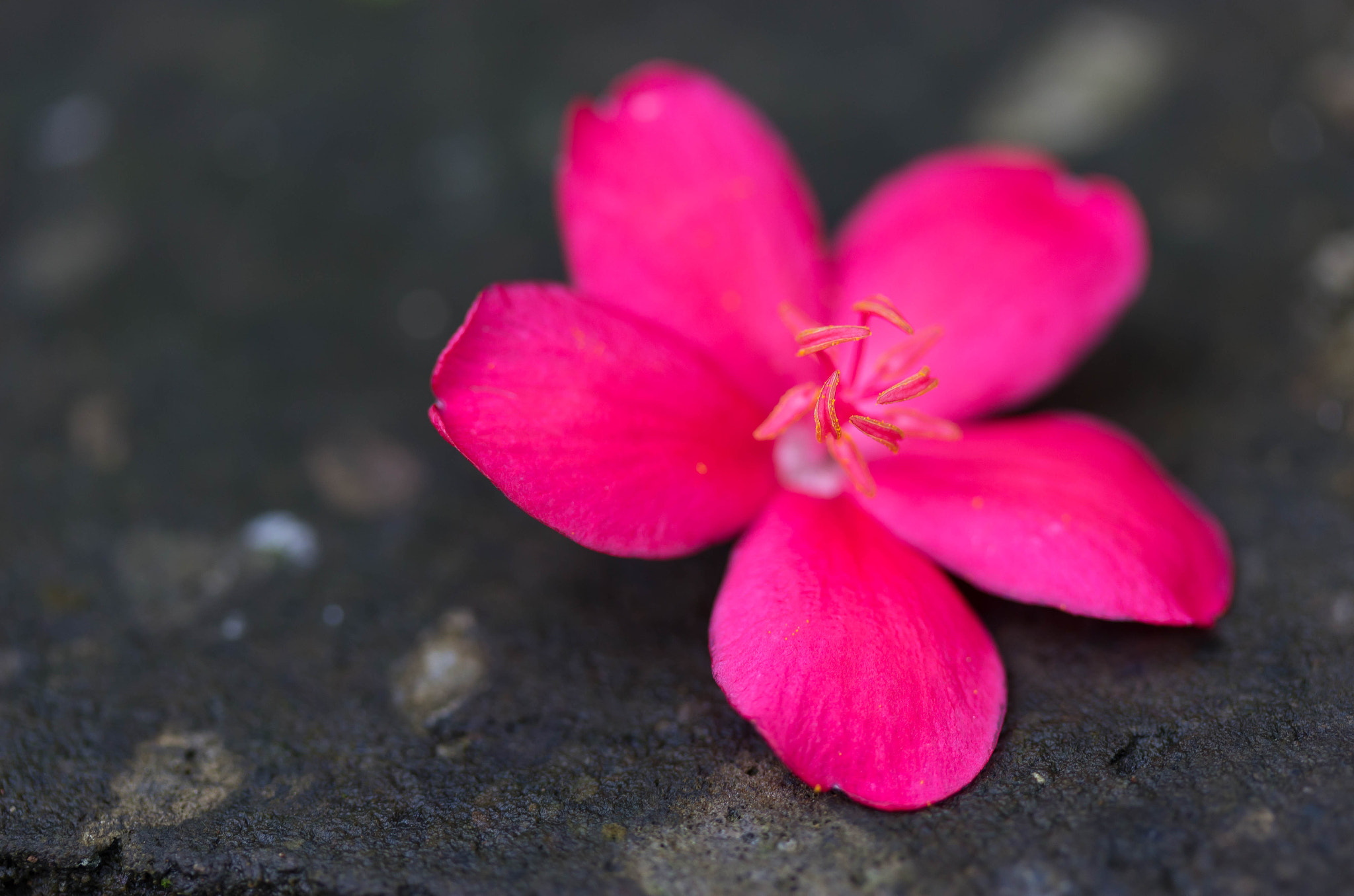 Canon EOS 100D (EOS Rebel SL1 / EOS Kiss X7) sample photo. Fallen flower photography