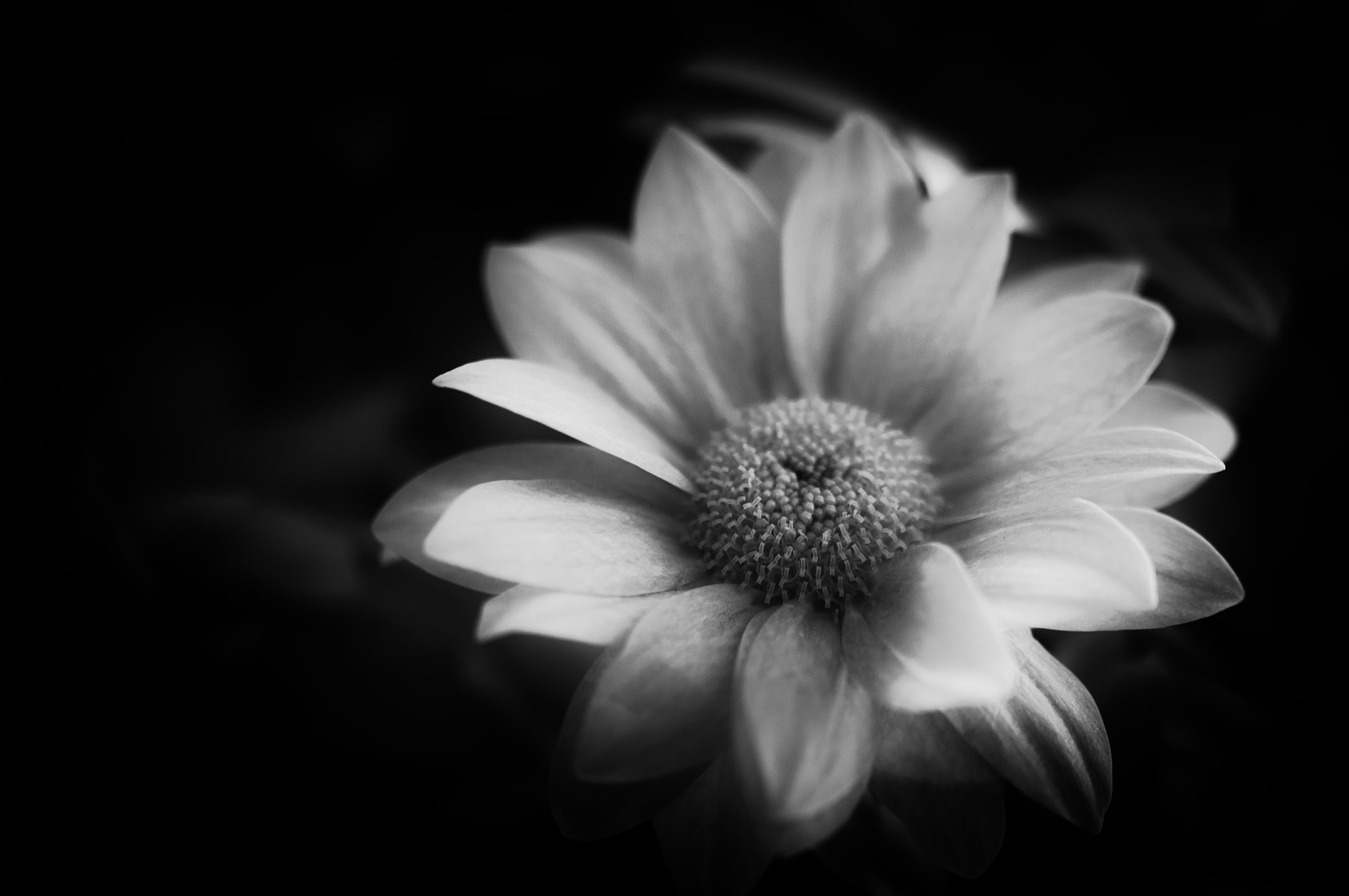 Sigma 105mm F2.8 EX DG OS HSM sample photo. Flo00232 photography