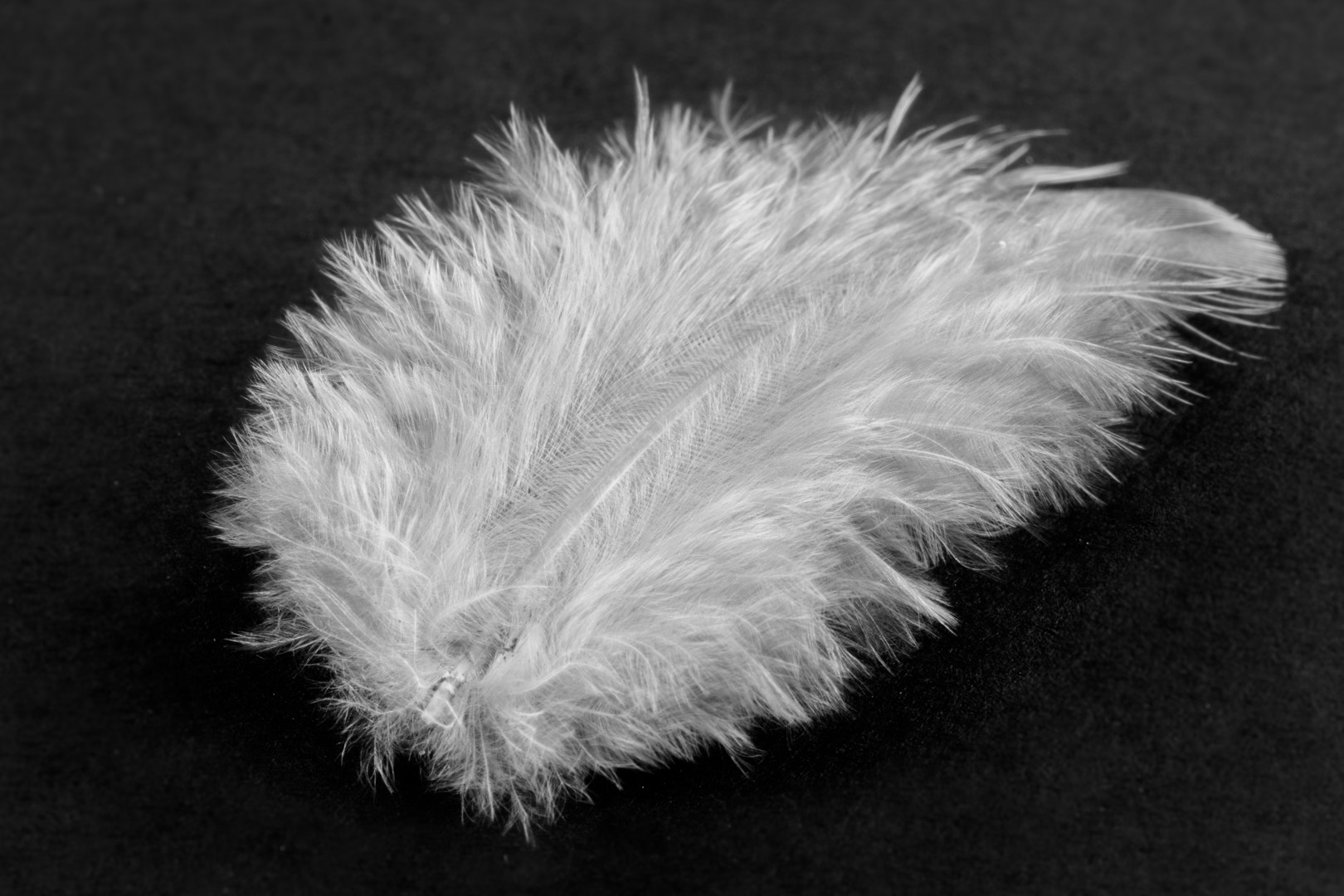 Nikon D7200 + Tamron SP 90mm F2.8 Di VC USD 1:1 Macro sample photo. Feather for the nest photography